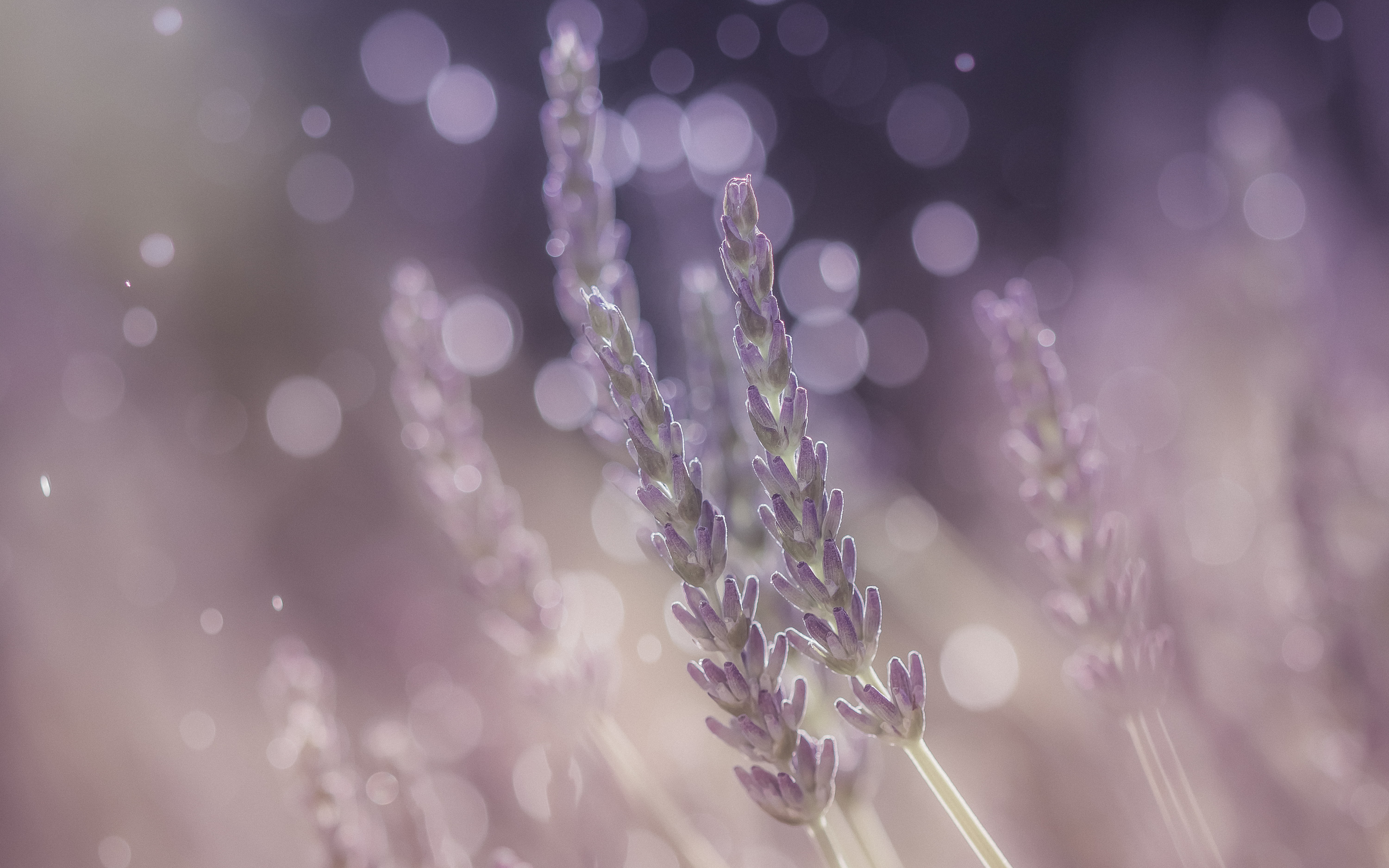 closeup, macro, petaled, 5K, lavender, nature, color, close-up, de, jeu, plant, defocused, photo, terrain, purple, light, flower, bokeh, Mon, HD Wallpaper