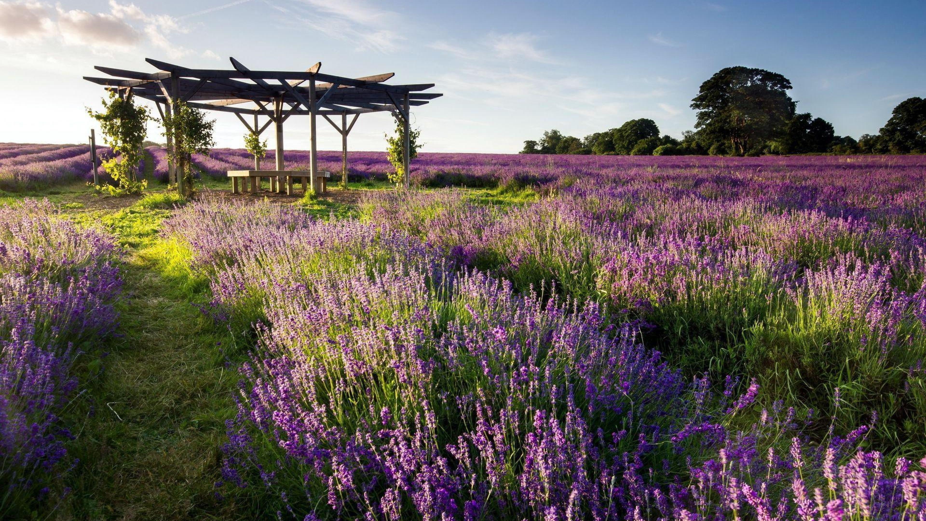 growth, lavender, tranquil scene, farm, scenics - nature, wildflower, flower, 4K, no people, flowerbed, blossom, purple, ornamental garden, meadow, tree, HD Wallpaper