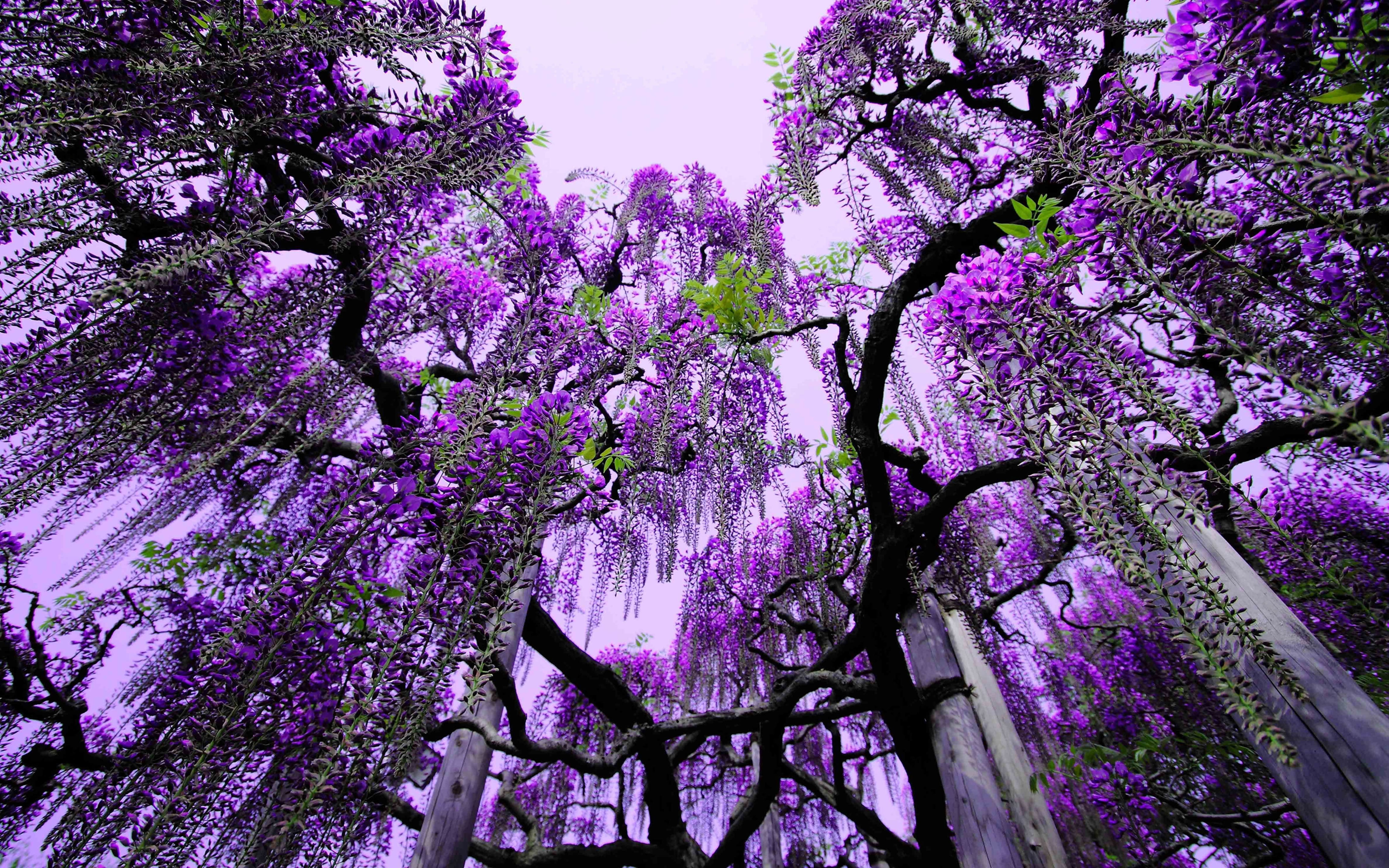 flower, 4K, japan, ashikaga, wisteria, park, purple, tree, flowers, HD Wallpaper