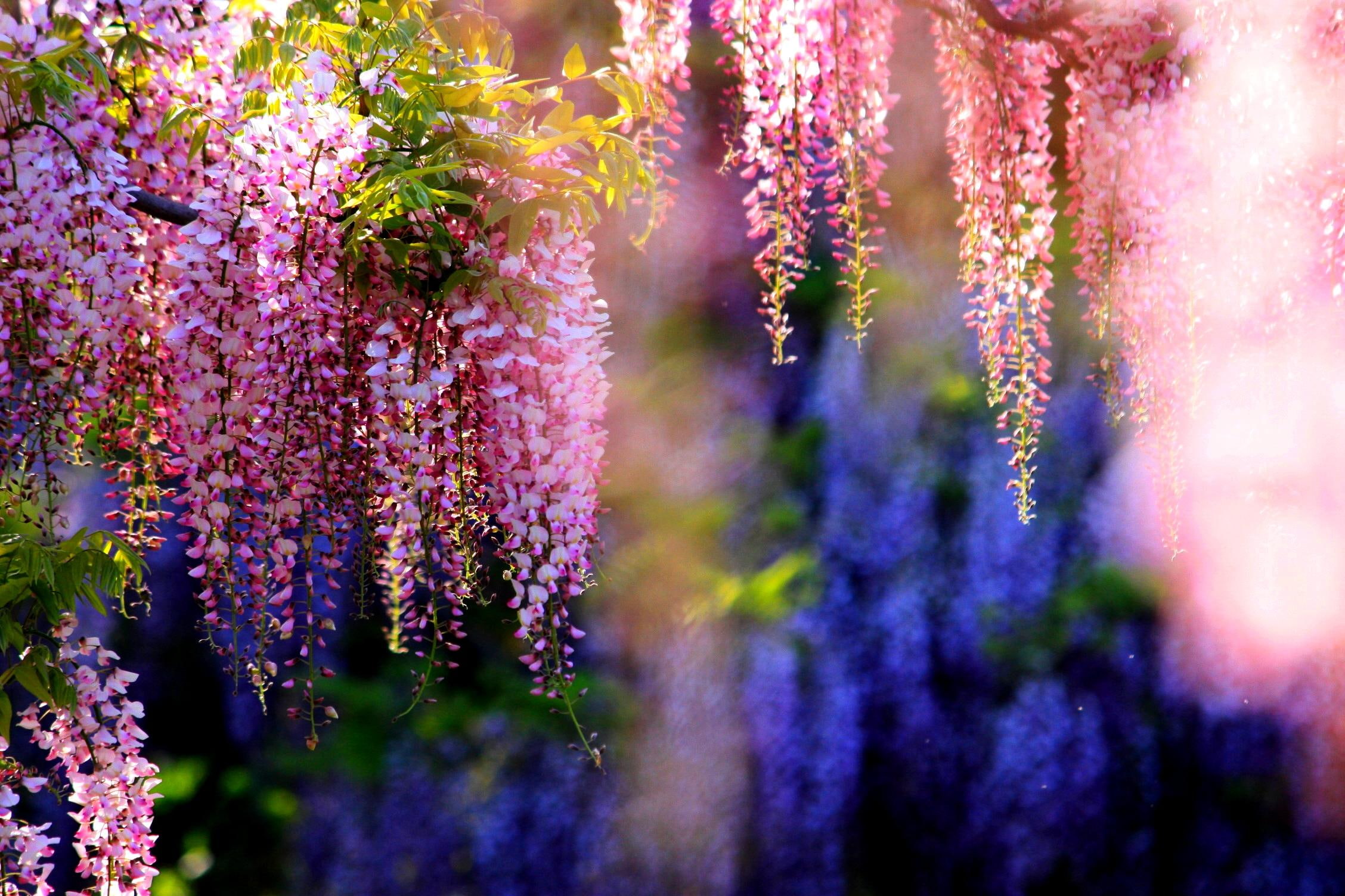 nature and landscapes, garden, wisteria, blossoms, pink, 1080P, HD Wallpaper