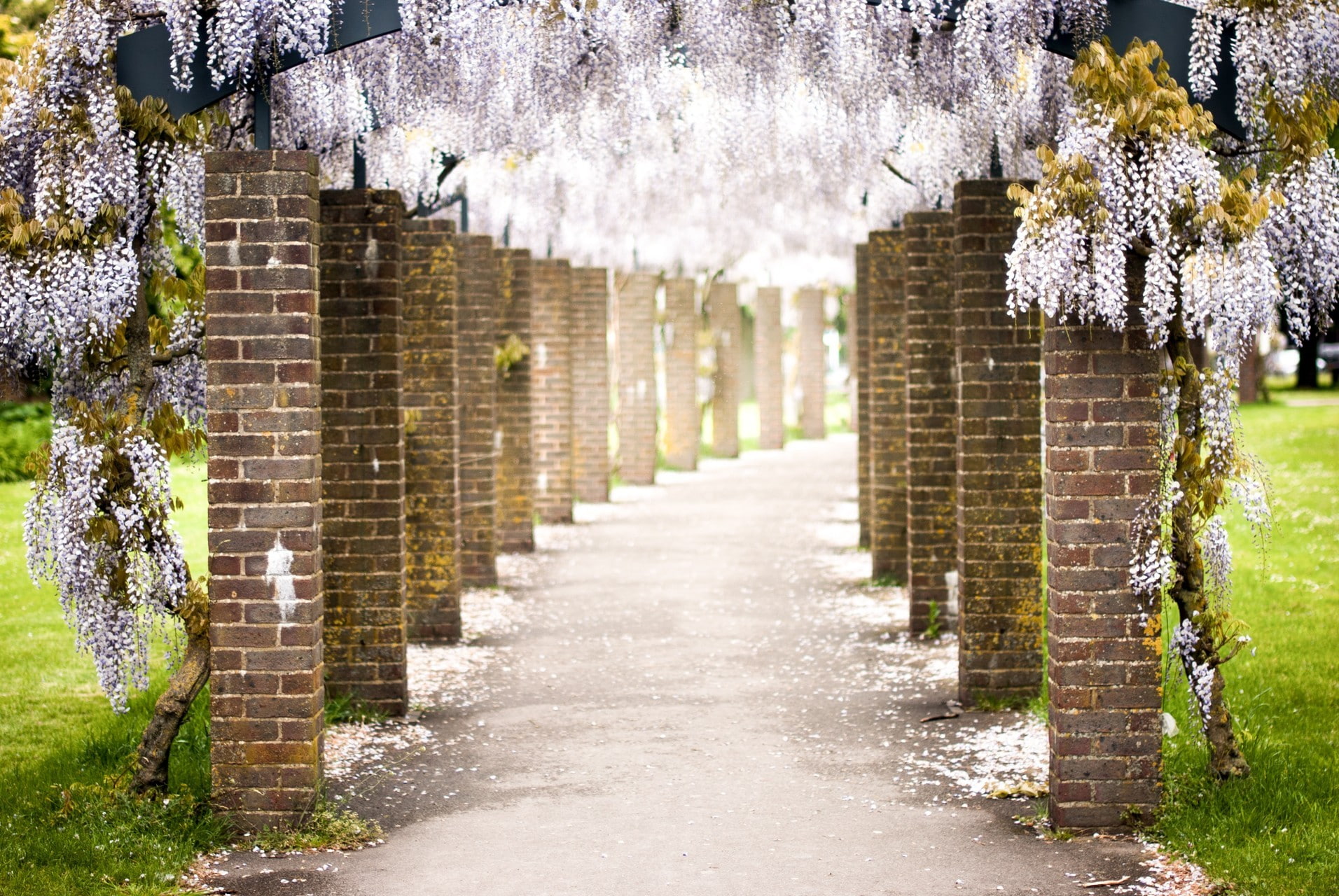 720P, flowers, path, pillar, petals, wisteria, bricks, HD Wallpaper