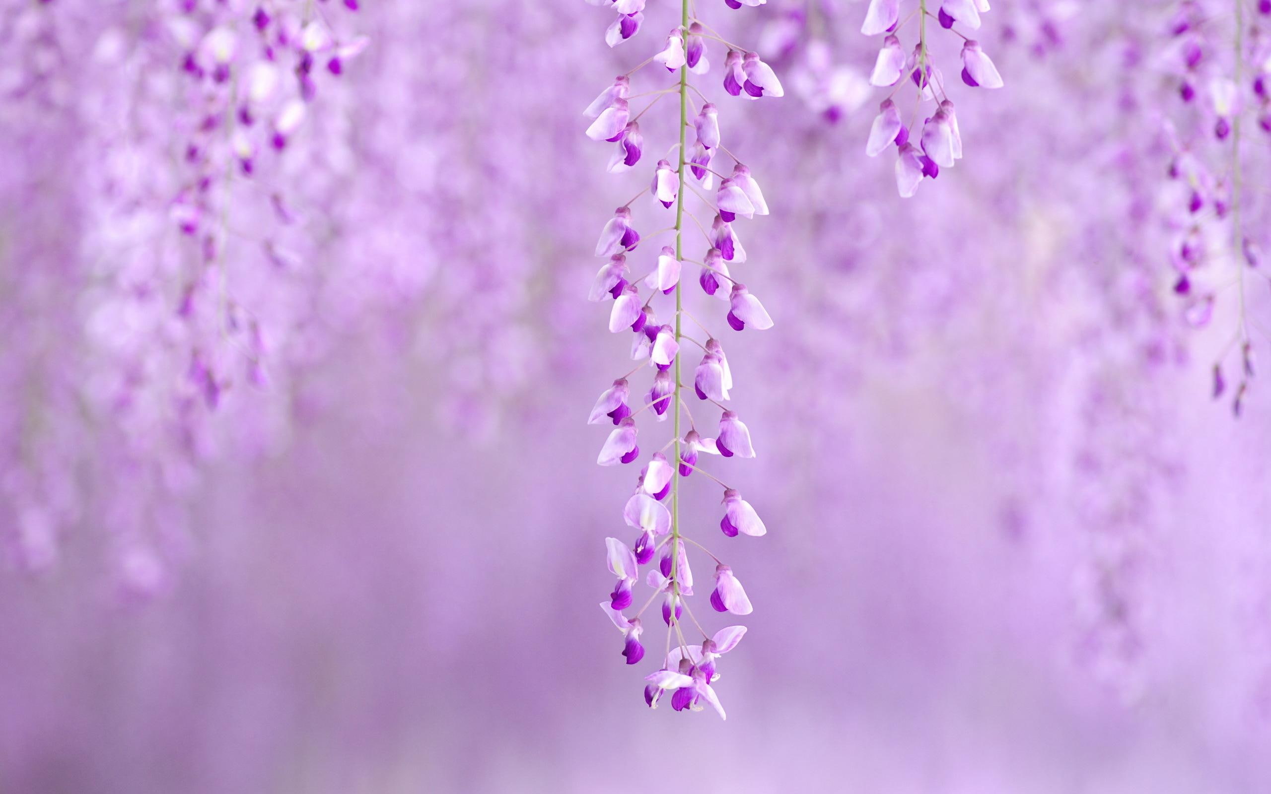 2K, summer, softly, purple, tree, wisteria, nature and landscapes, spring, HD Wallpaper