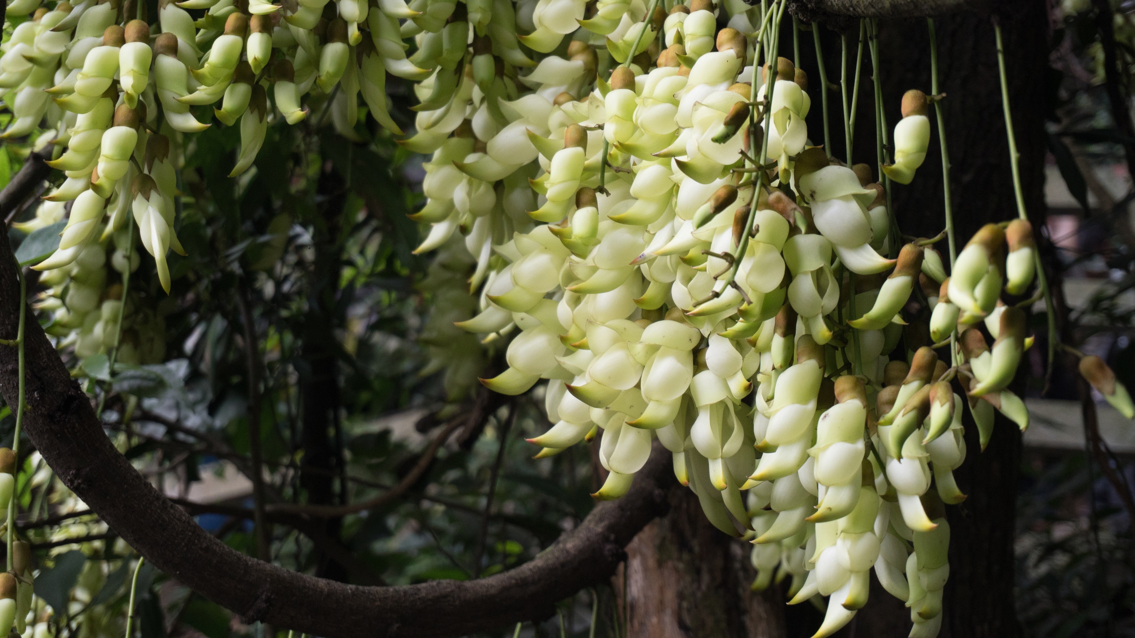 4K, green, Wisteria, flowers, leaf, Flower, White, HD Wallpaper