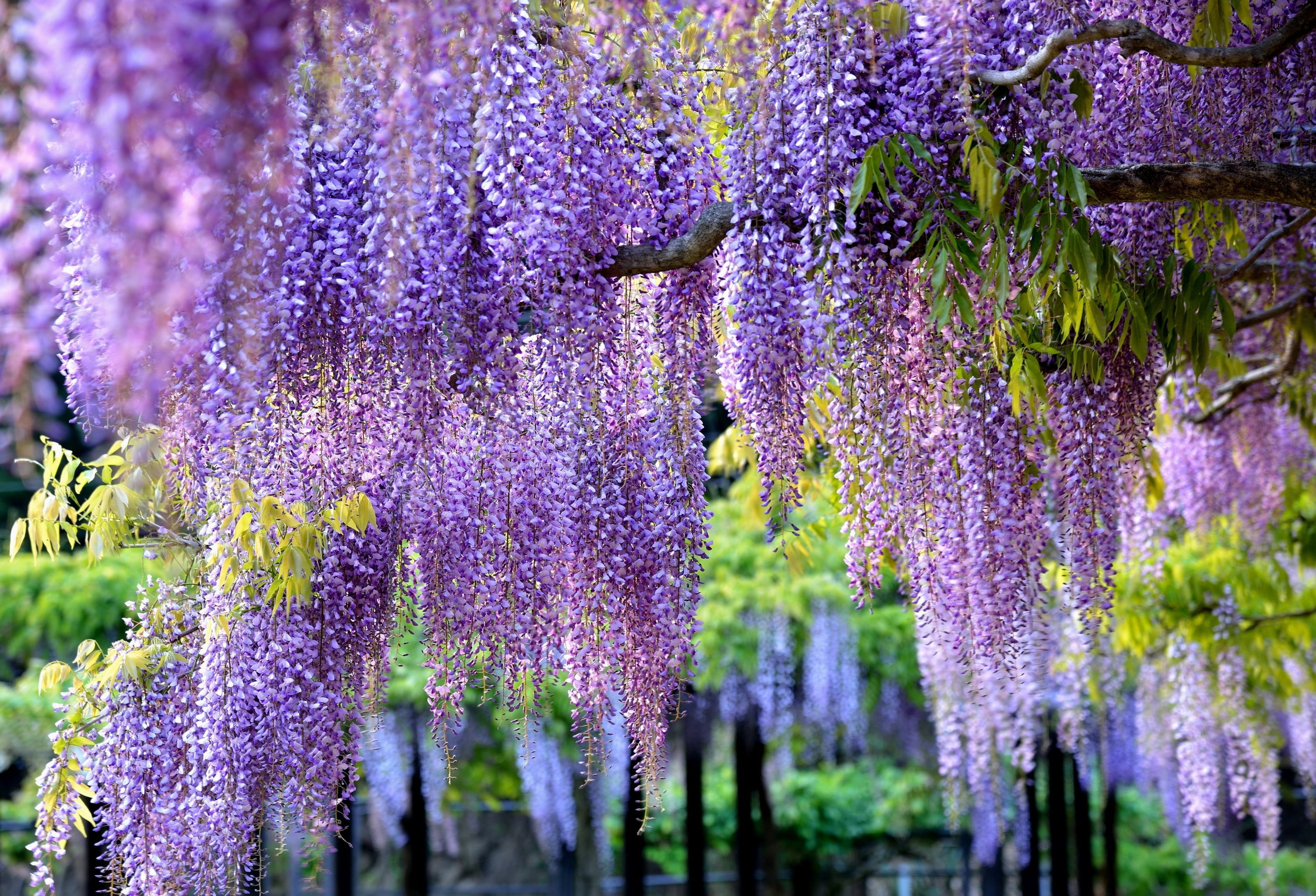 backgrounds, petaled, green Color, pink Color, france, brush, tree, flowerbed, close-up, lavender colored, day, outdoors, vine, lavender Coloured, freshness, HD Wallpaper