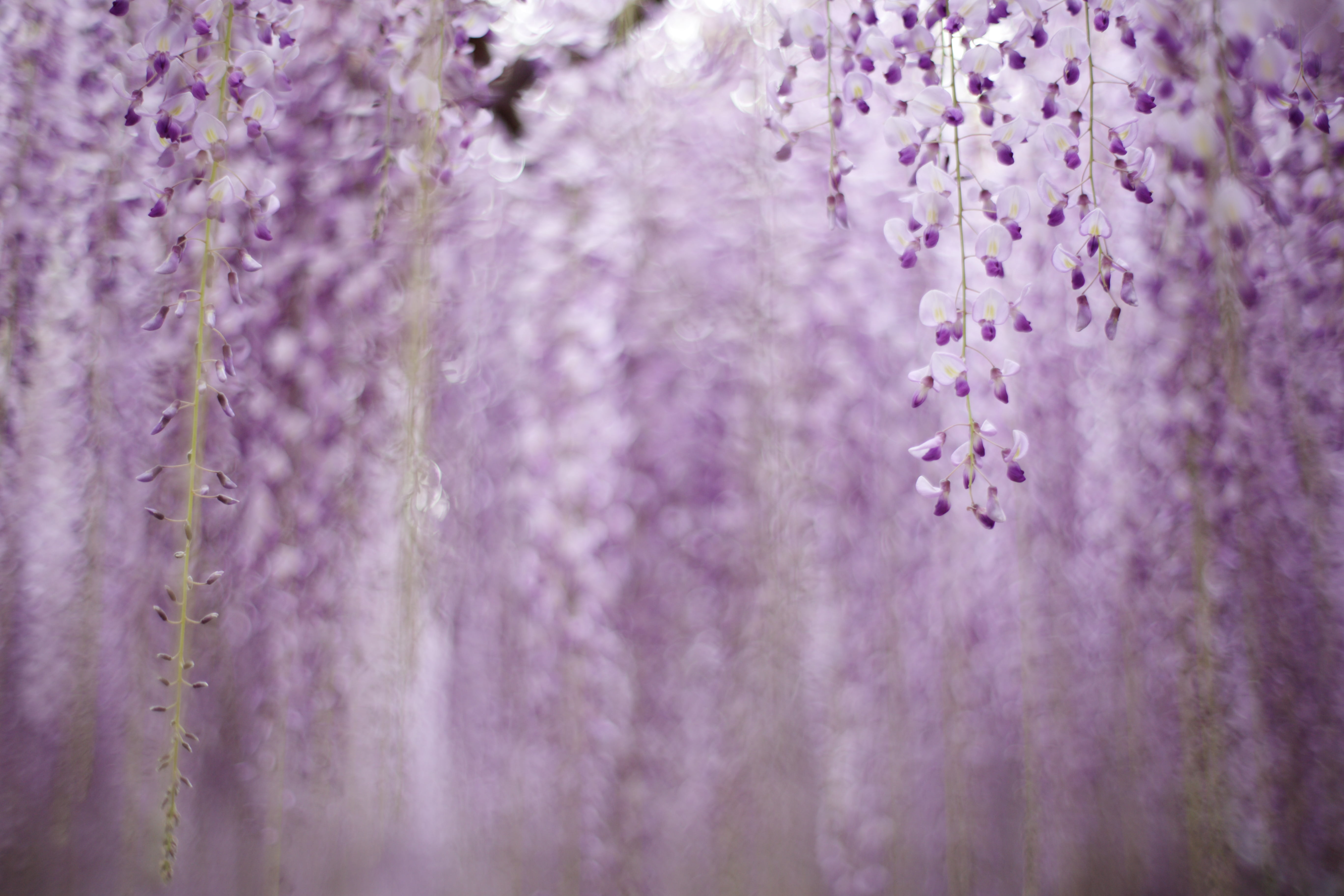shot, plant, bokeh, flower, close-up, wisteria, nature, flowers, 5K, purple, Untitled, HD Wallpaper