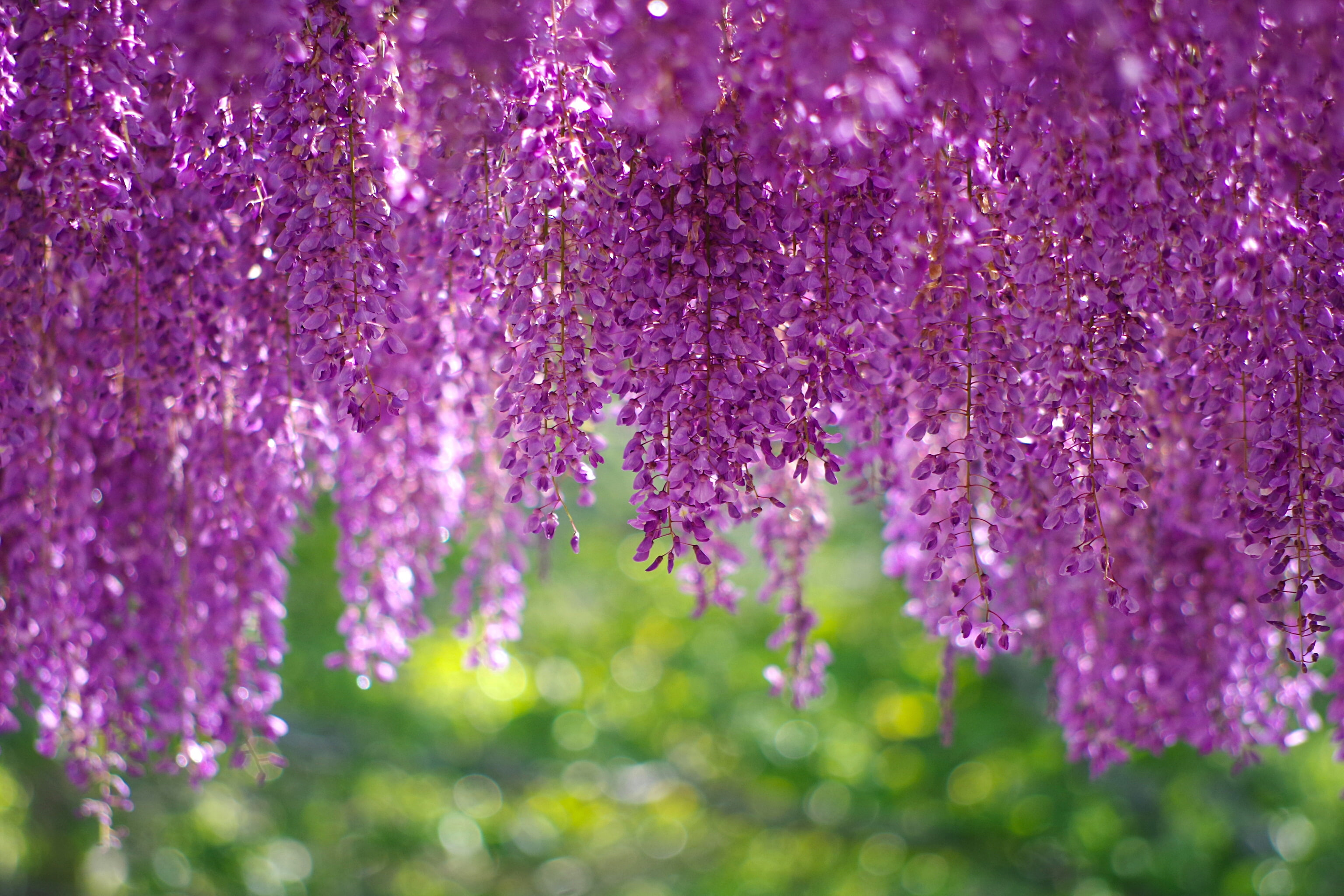Blossom, 2K, Wisteria, Purple, HD Wallpaper