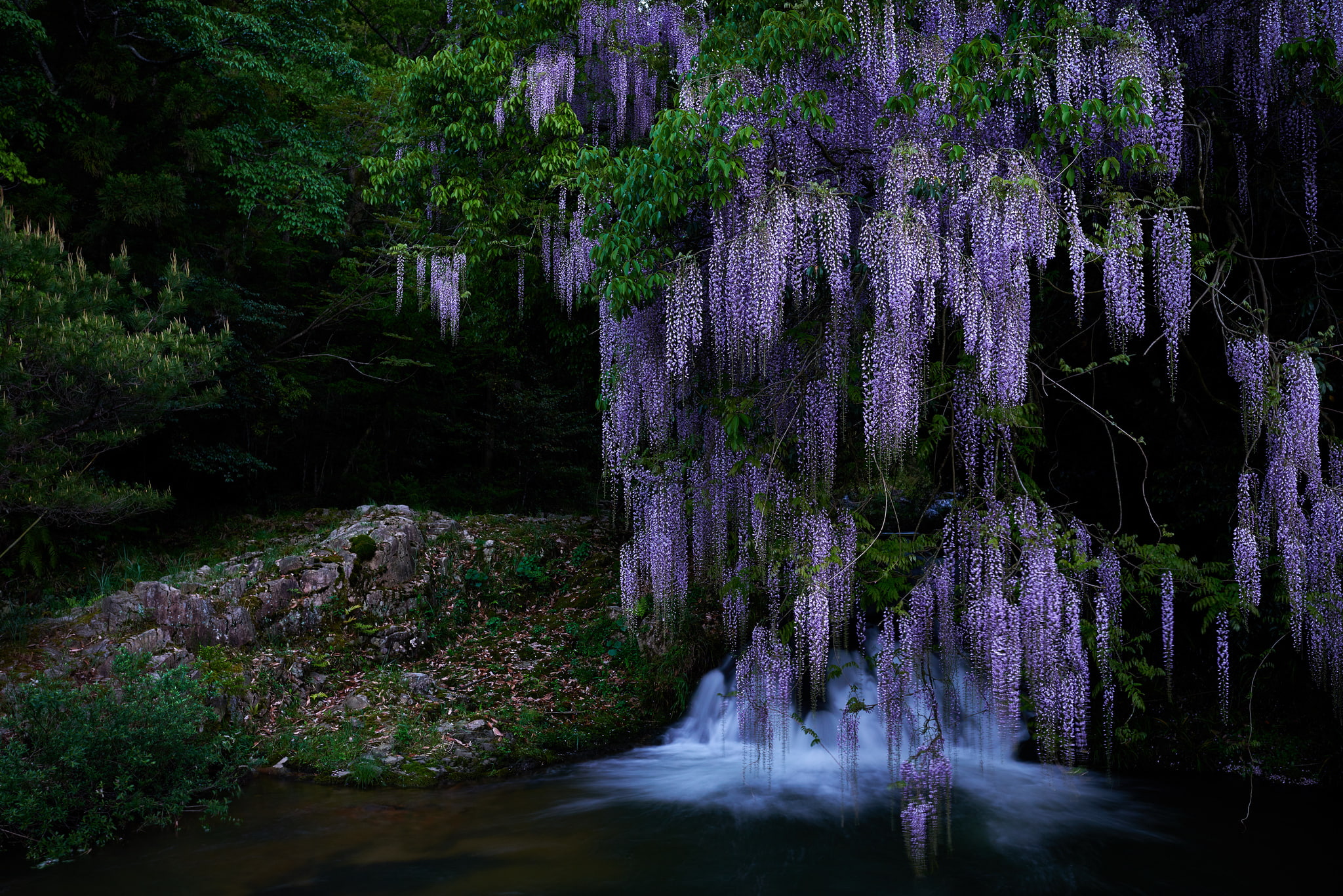 1080P, forest, nature, wisteria, stones, pond, tree, purple, HD Wallpaper