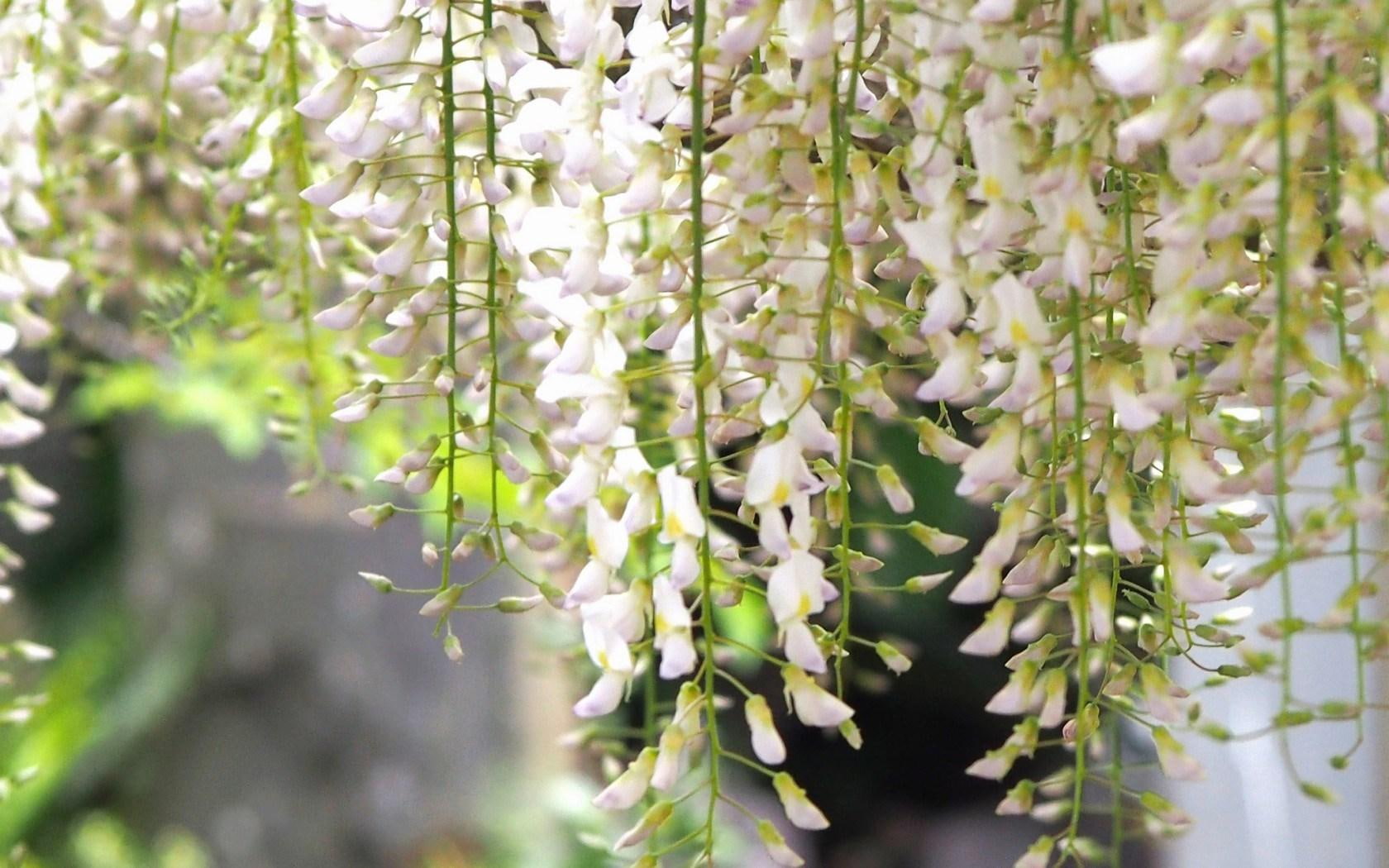 wisteria, 720P, lot, spring, flowers, white, HD Wallpaper