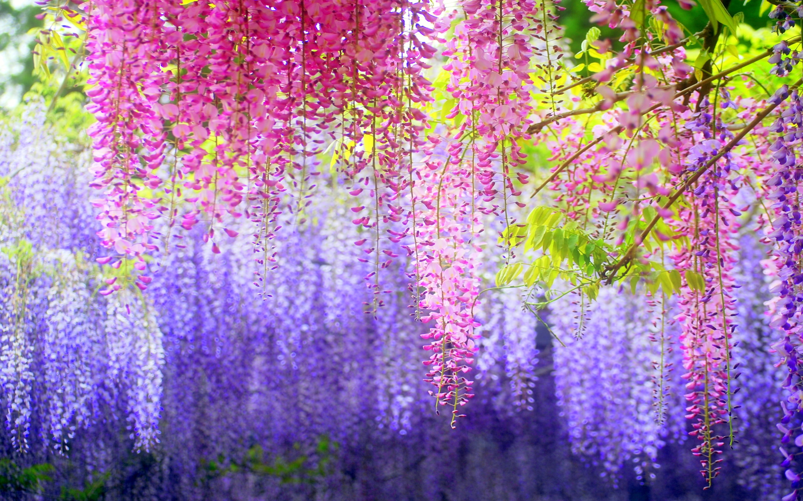 wisteria, 2K, hd, beauty, HD Wallpaper