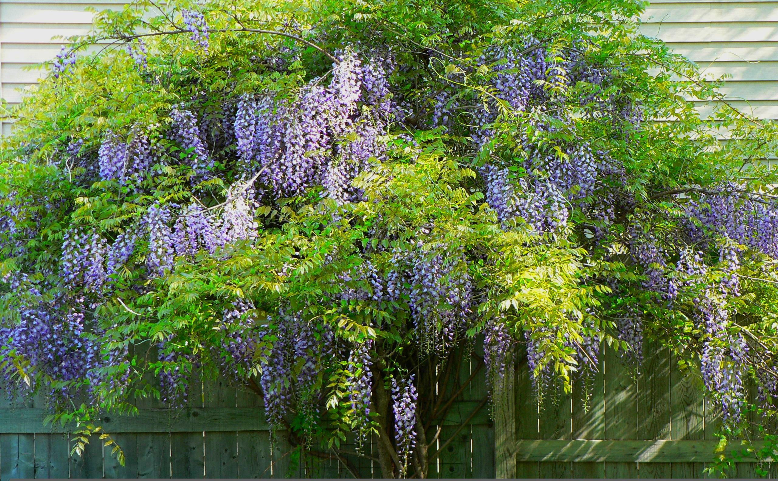 vine, chinese, flower, 2K, wisteria, blue, 3d and abstract, nature, HD Wallpaper