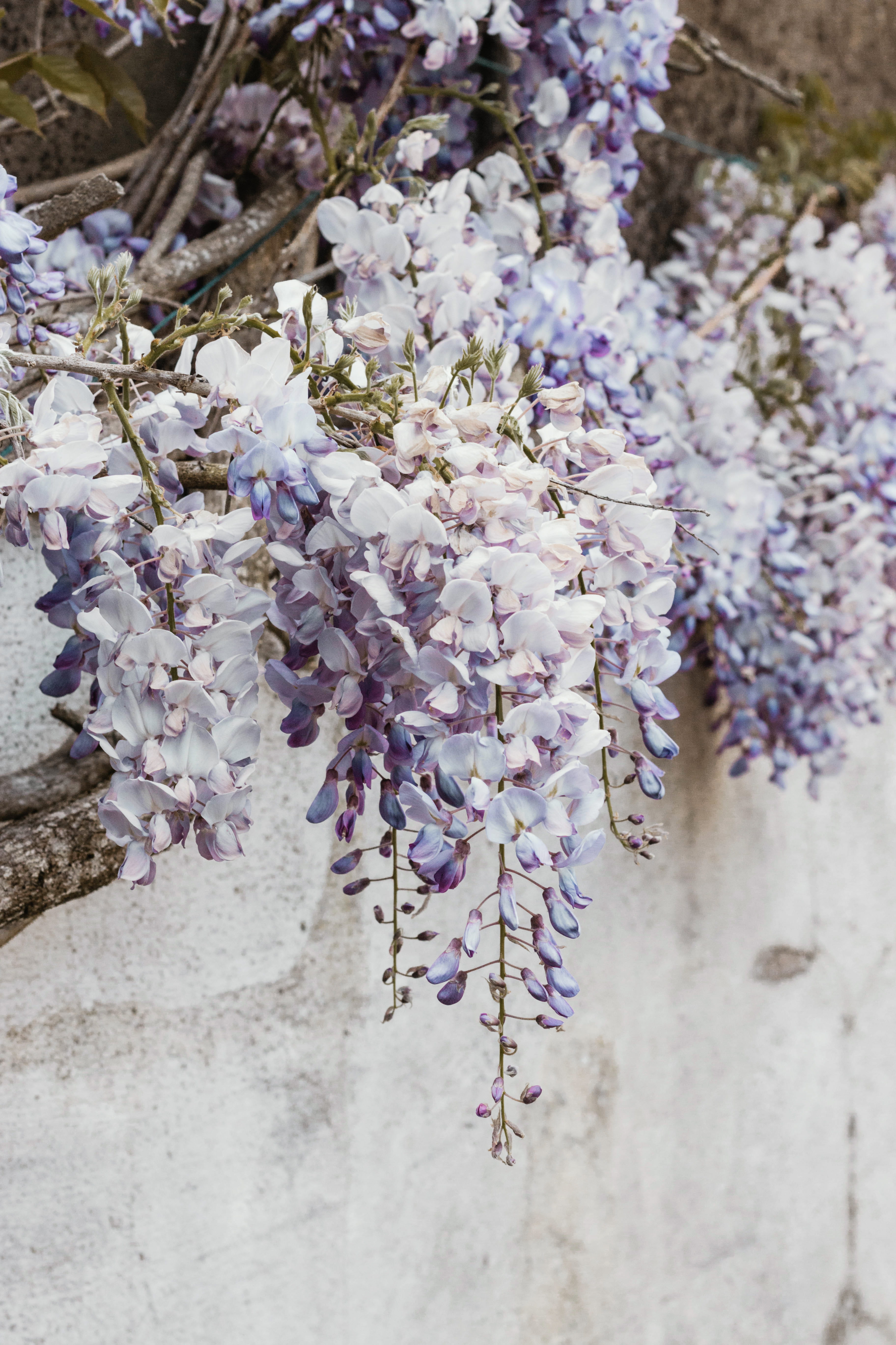flower, no people, day, outdoors, flower head, bunch of flowers, flowering plant, tree, blossom, growth, spring, purple, vulnerability, lavender, 5K, botany, Phone HD Wallpaper