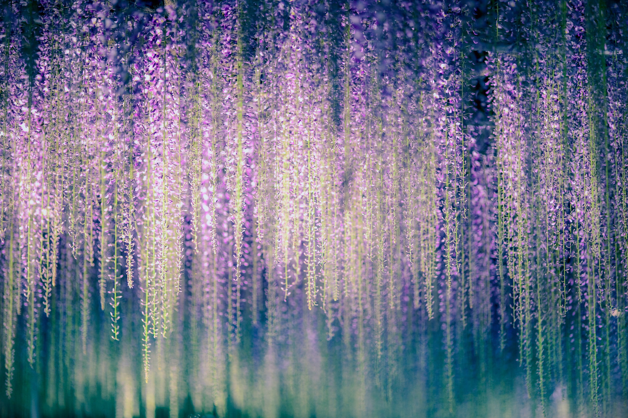 purple, flowers, decors, 1080P, hanging, Wisteria, macro, HD Wallpaper