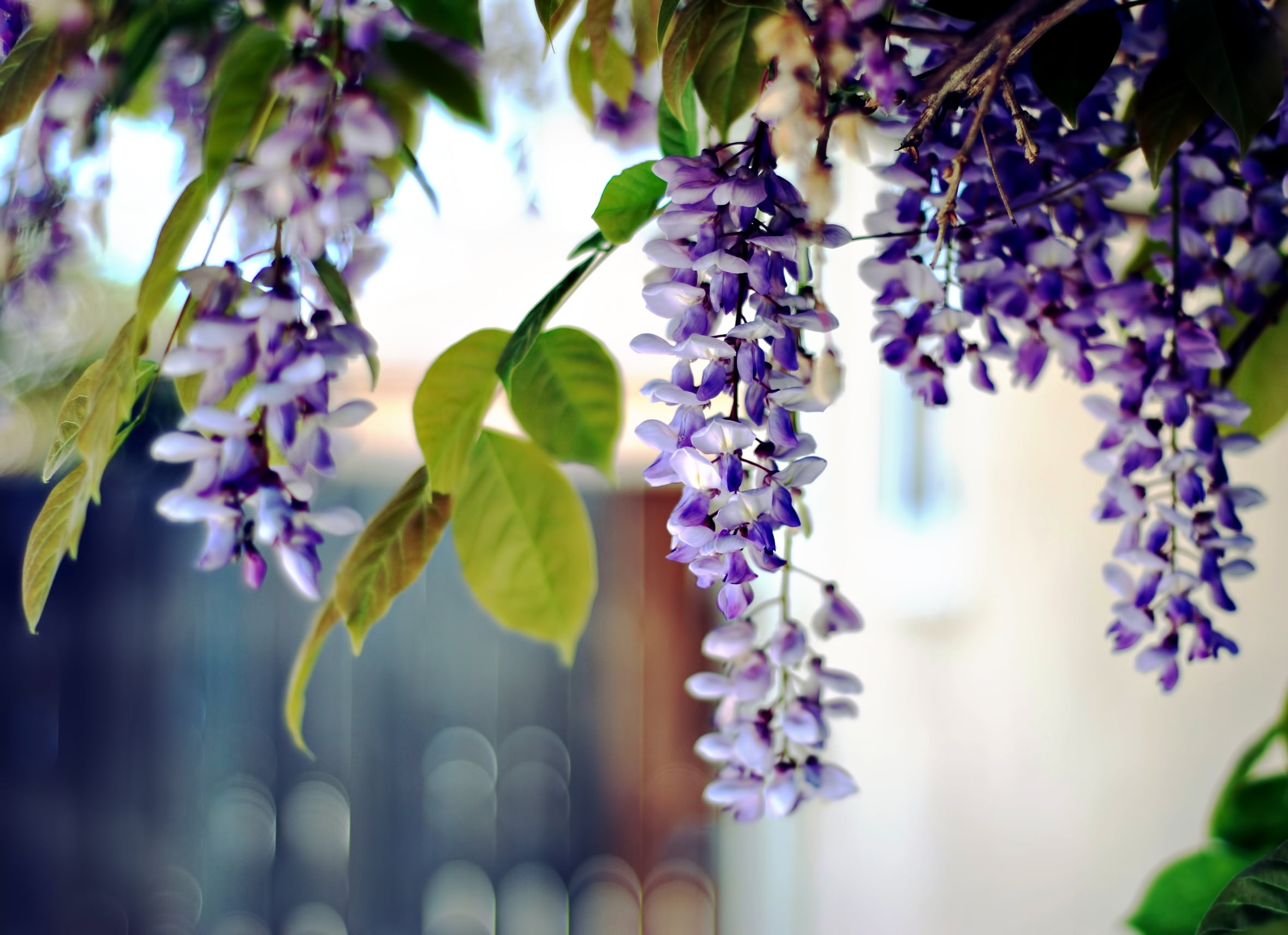 focus on foreground, scented, macro, acacia, flower Head, lavender, petal, botany, backgrounds, season, beauty In Nature, selective focus, summer, nature, HD Wallpaper