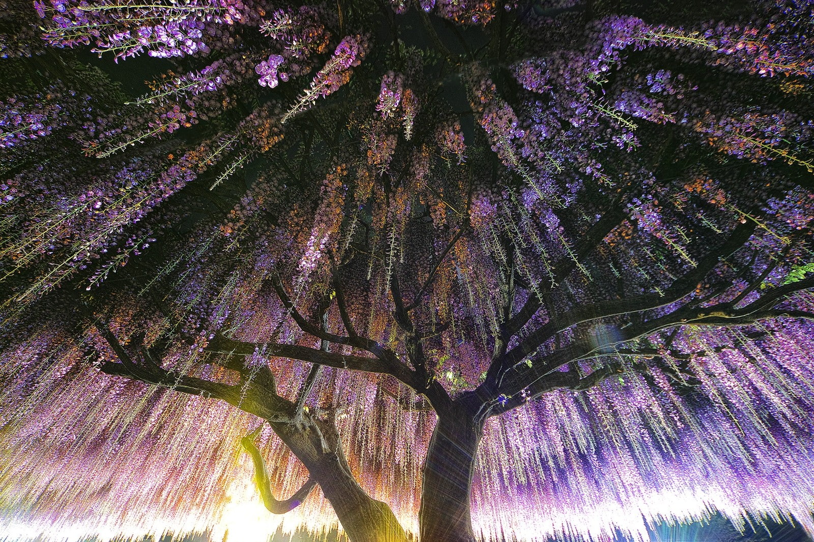 sunlight, flowers, nature, wisteria, landscape, trees, spring, photography, 720P, HD Wallpaper