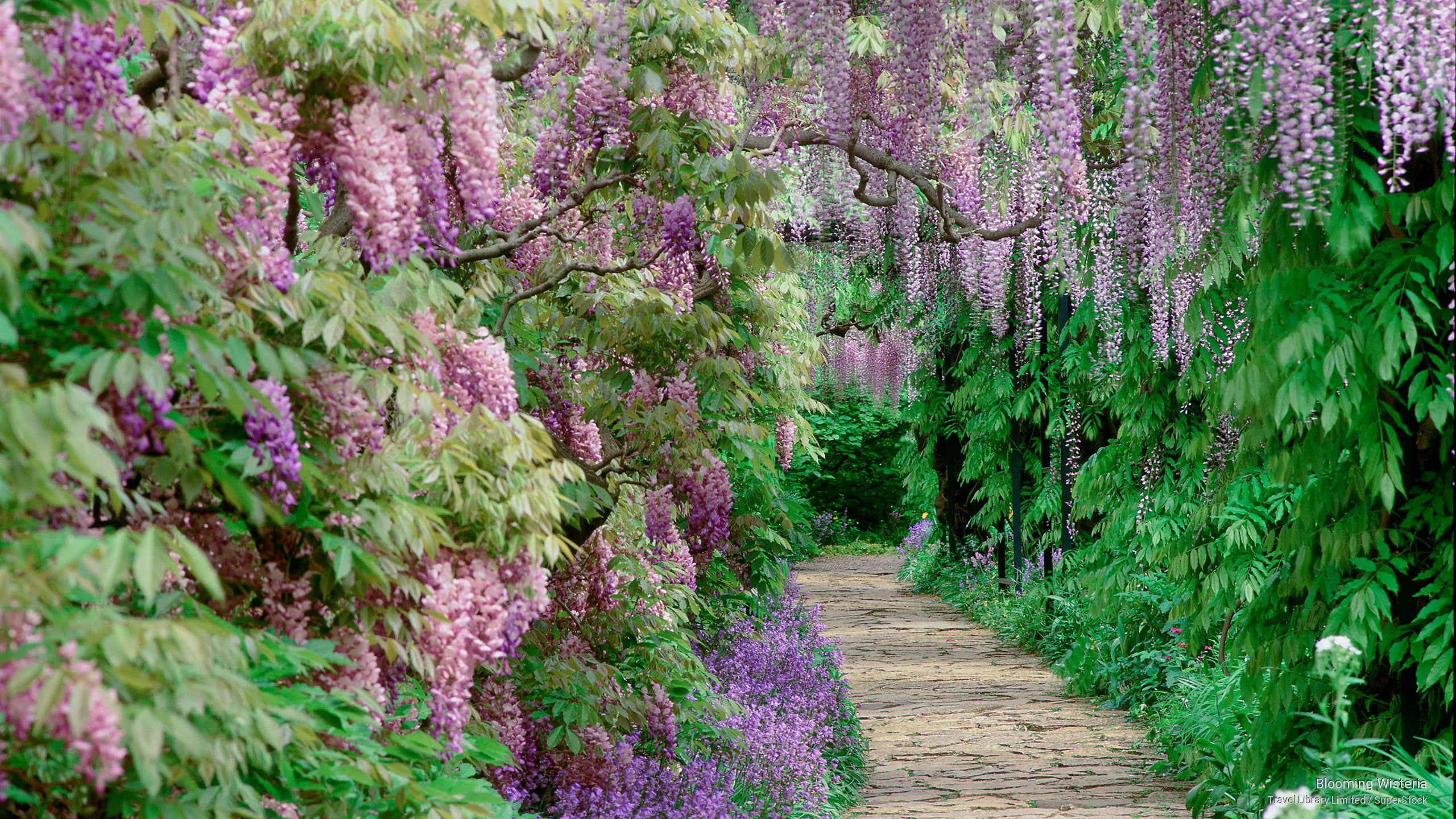 2K, Flowers/Gardens, blooming, wisteria, HD Wallpaper