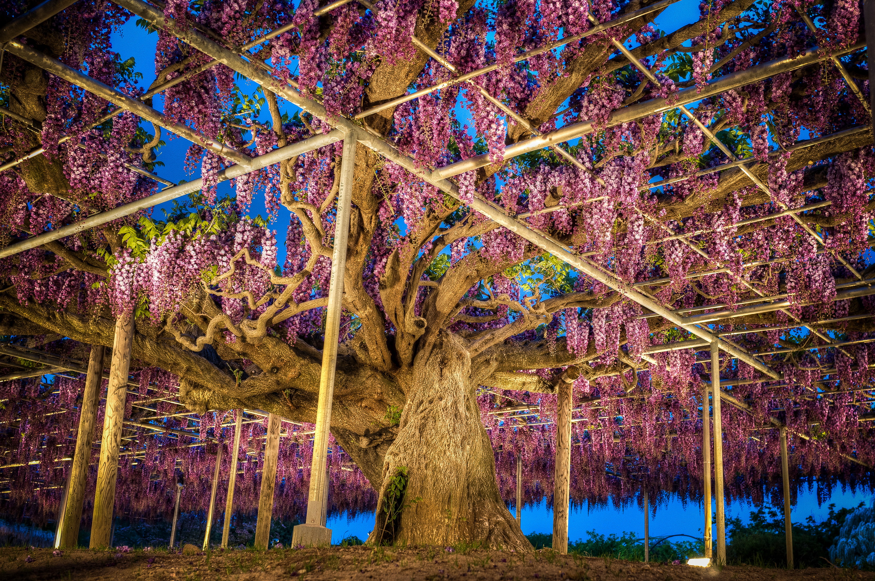 2K, Ashikaga, Park, Japan, Flower Park, Wisteria, photo, Nature, HD Wallpaper