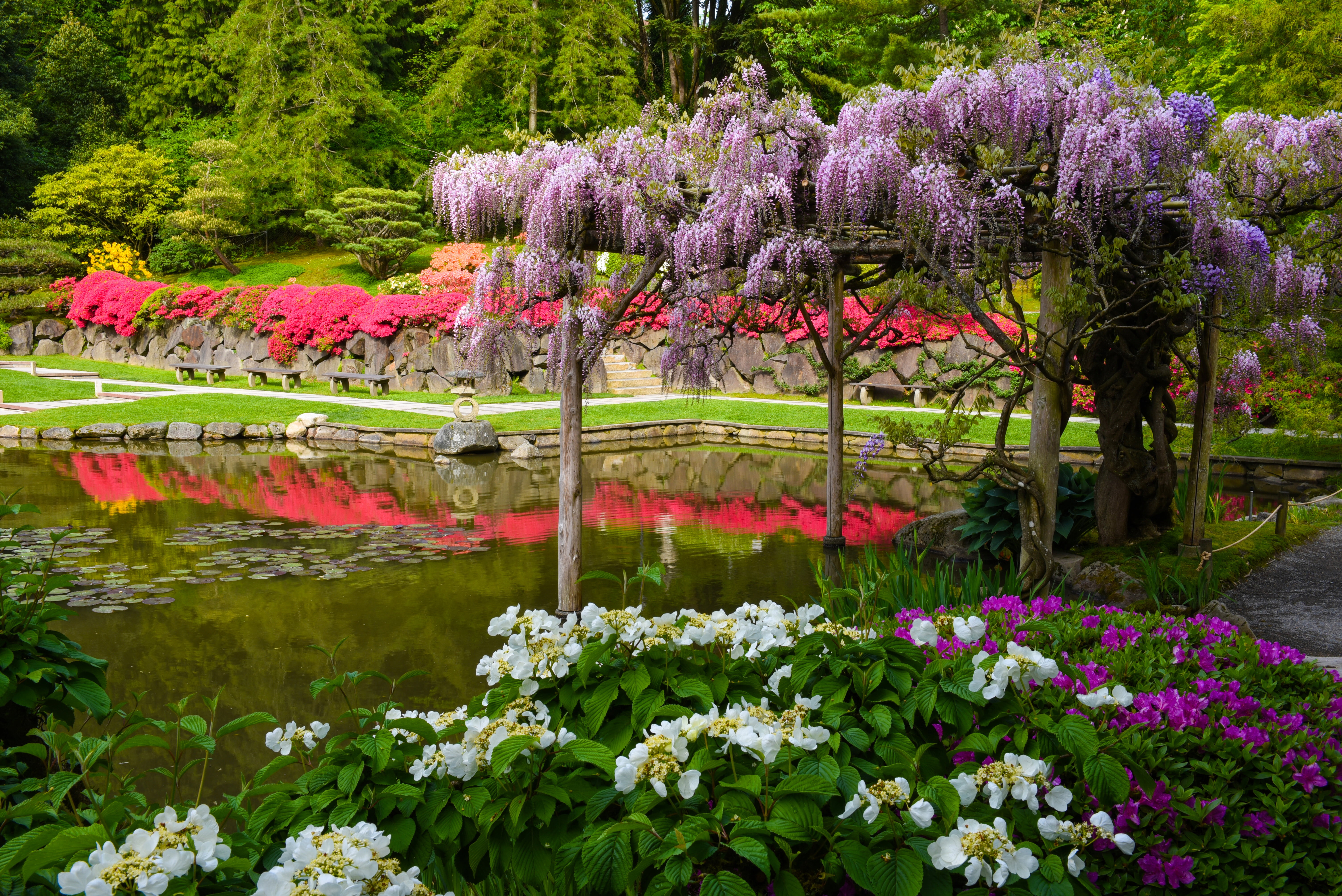 hydrangea, blossom, 5K, Seattle, Washington State, purple, water, white, petaled, plant, lake, garden, flowerbed, Japanese garden, day, flowers, freshness, HD Wallpaper