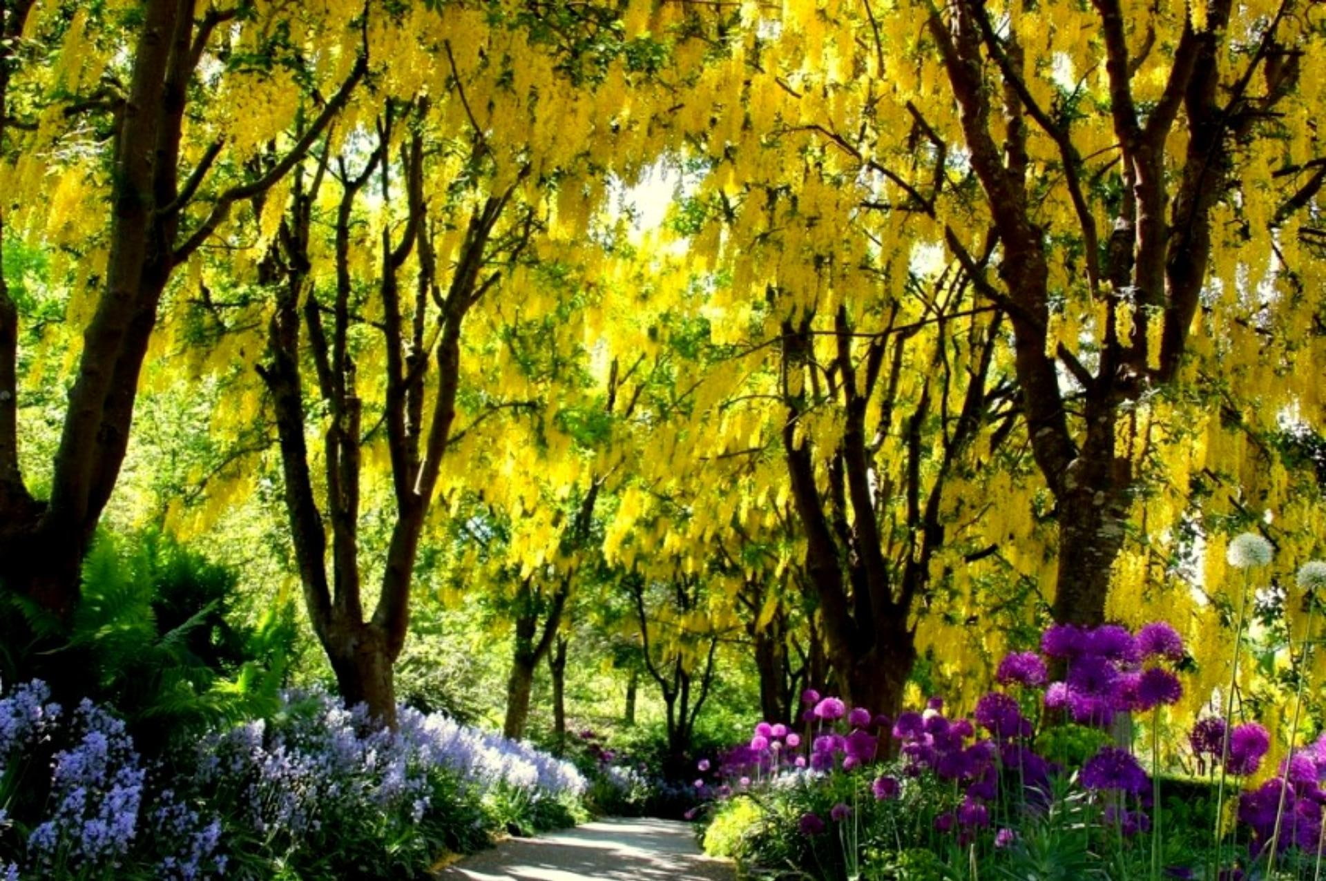 yellow wisteria, vandusen gardens, yellow, 1080P, walkway, path, gardens, trees, flowers, 3d and abstract, wisteria, purple flowers, HD Wallpaper