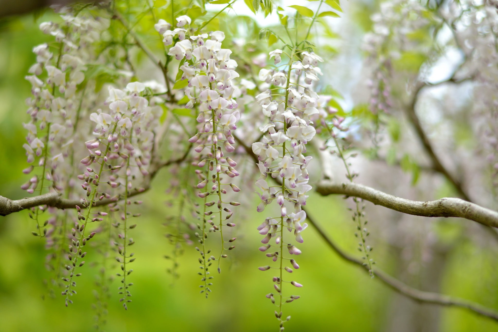 inflorescences, Nature, tree, wisteria, 1080P, HD Wallpaper