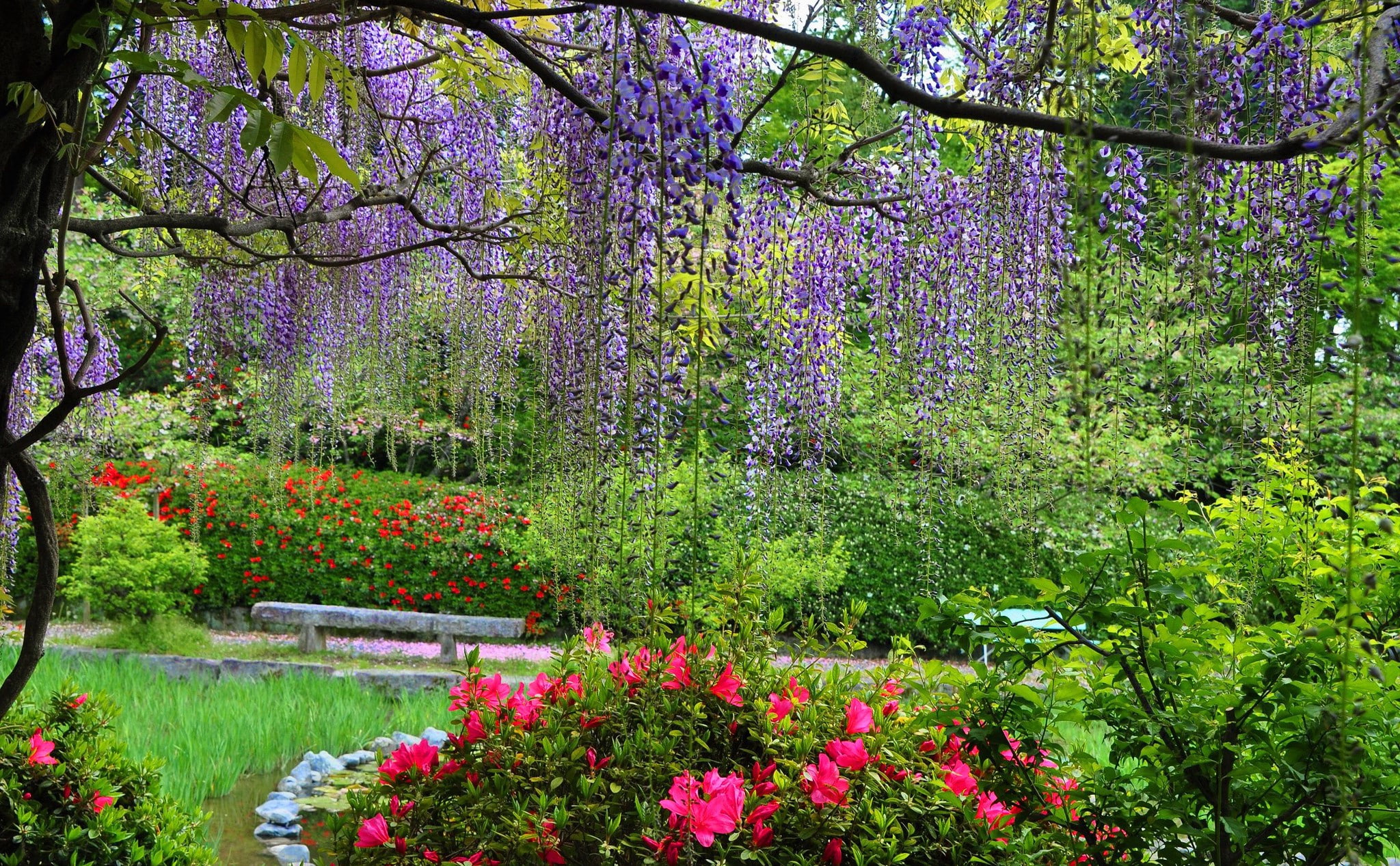 1080P, Park, Spring, Earth, Wisteria, Flower, HD Wallpaper