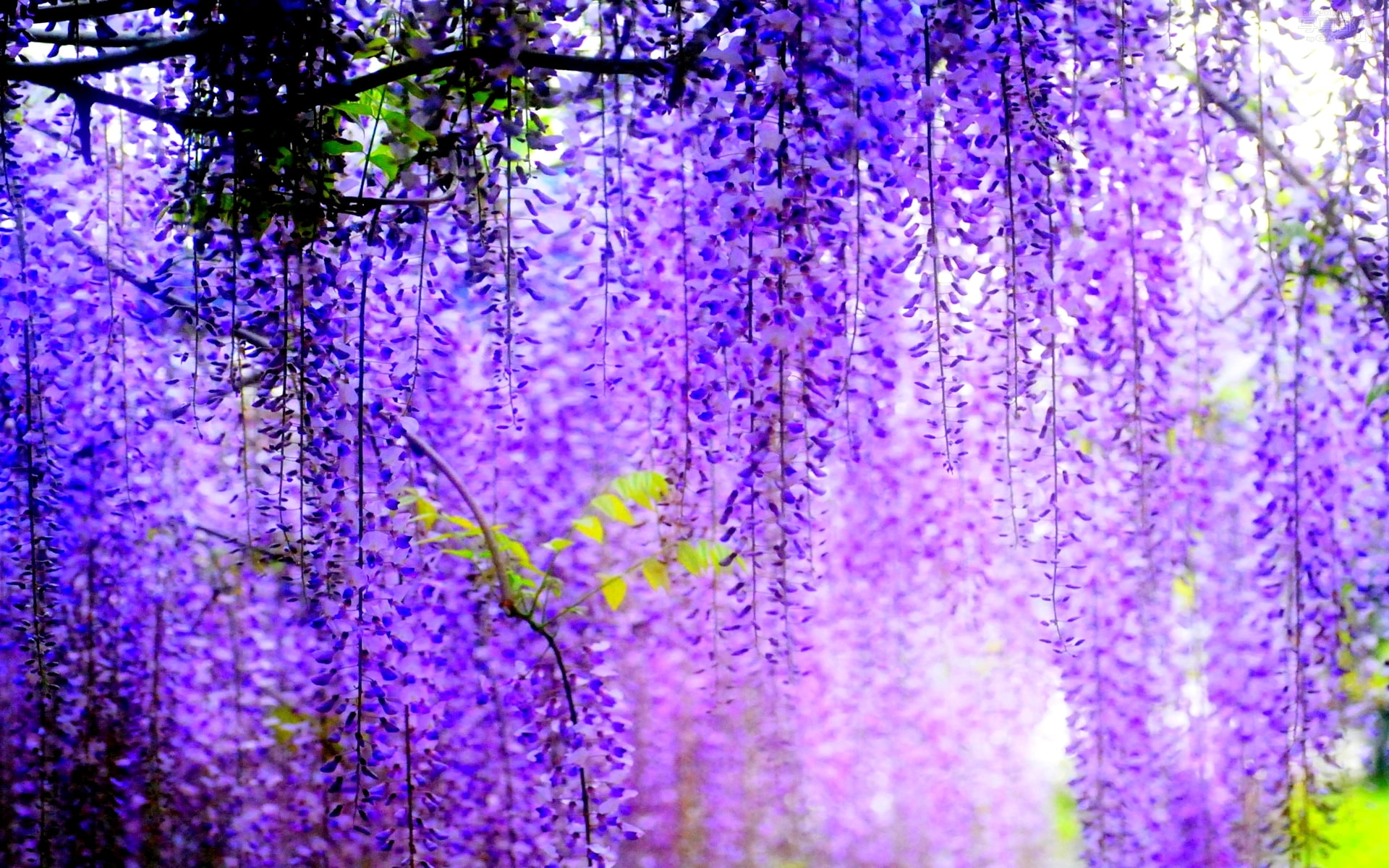 flowers, blur, blossom, springtime, flower, beauty in nature, growth, flowering, day, vulnerability, petal, vine, botany, lavender colored, nature, flowering plant, HD Wallpaper