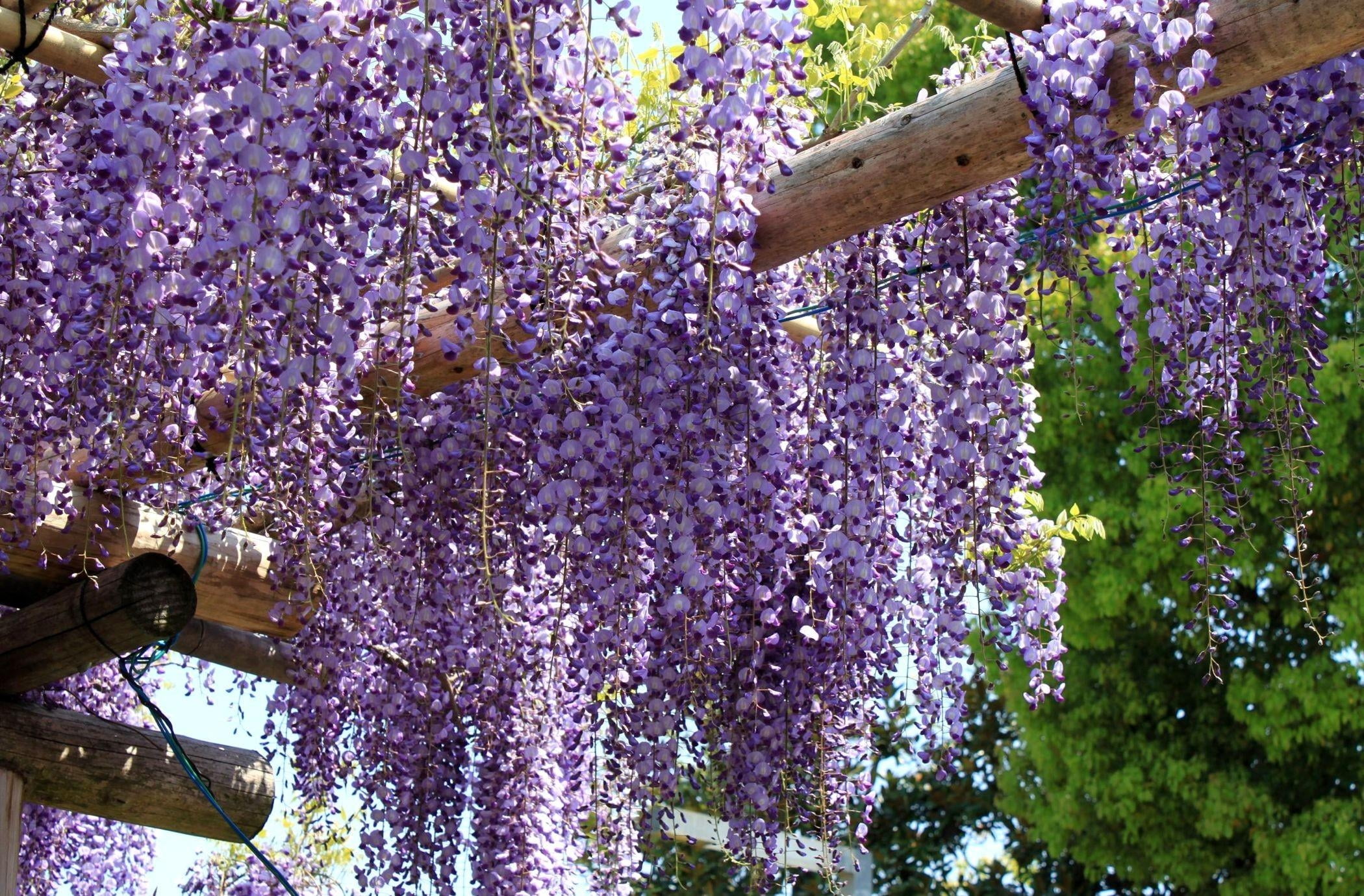 close-up, leaf, branch, provence-Alpes-Cote dAzur, lilac, season, beauty in nature, agriculture, multi Colored, springtime, summer, beams, vulnerability, HD Wallpaper