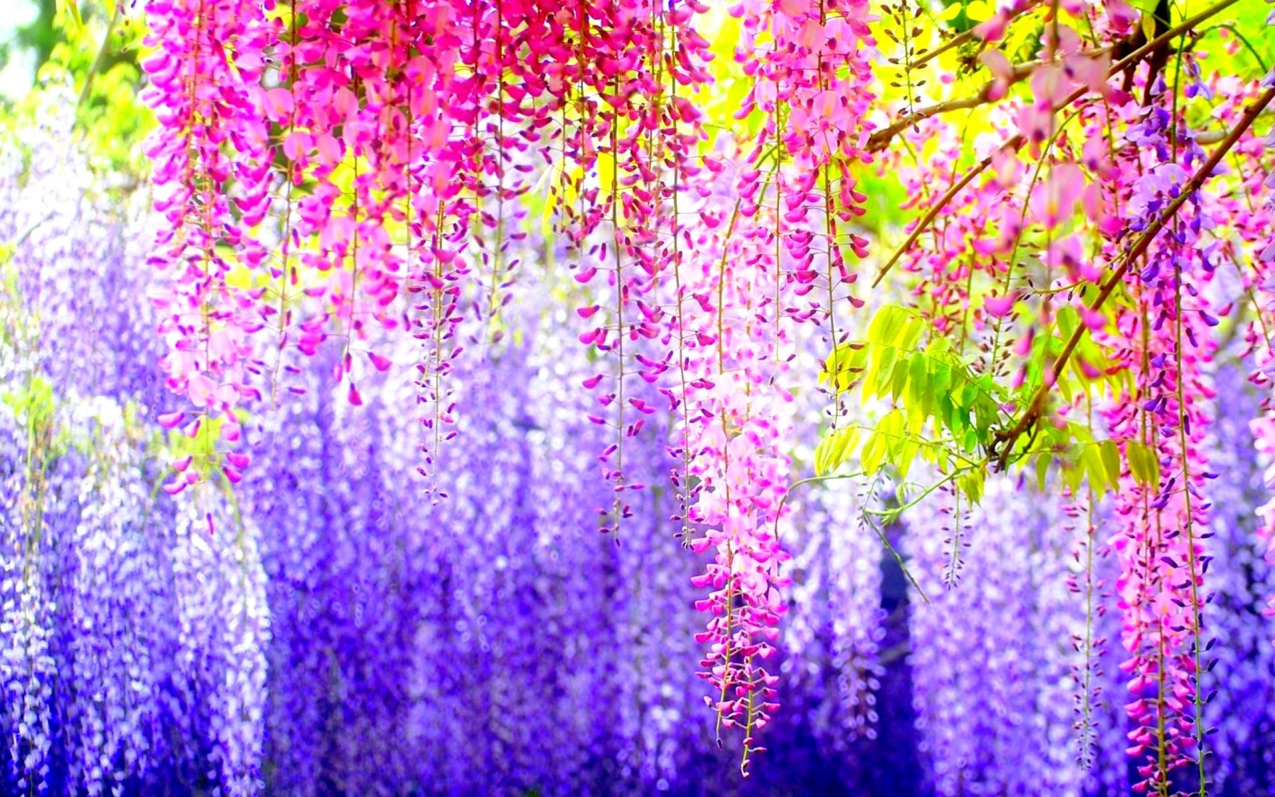 nature, japan, plants, flowers, bokeh, hanging, 2K, wisteria, colorful, HD Wallpaper