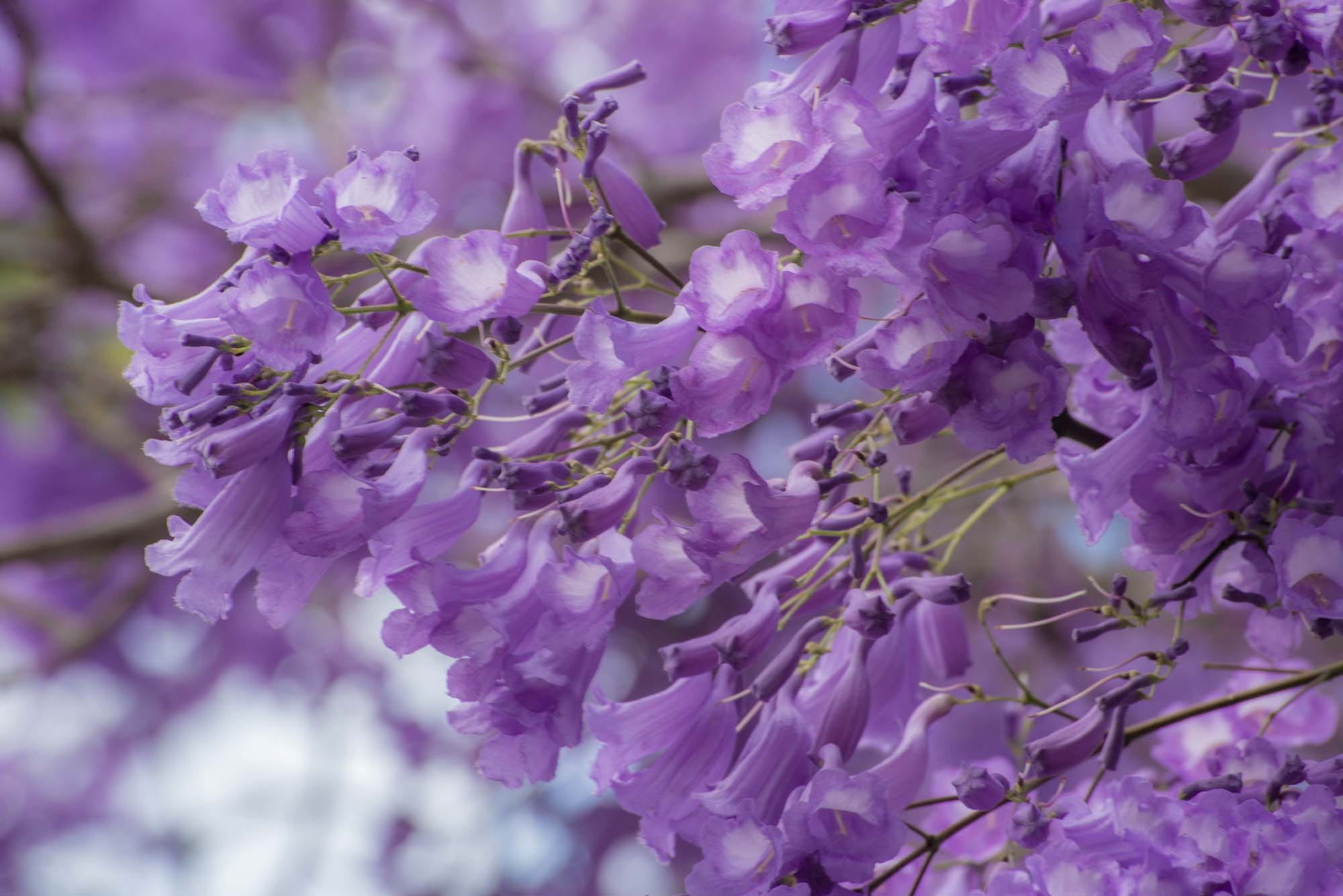 vulnerability, trunk, stem, tree, natural, photo, leaf, springtime, environment, botanical, lavender, horse, organic, lilac, branches, flower head, herb, HD Wallpaper