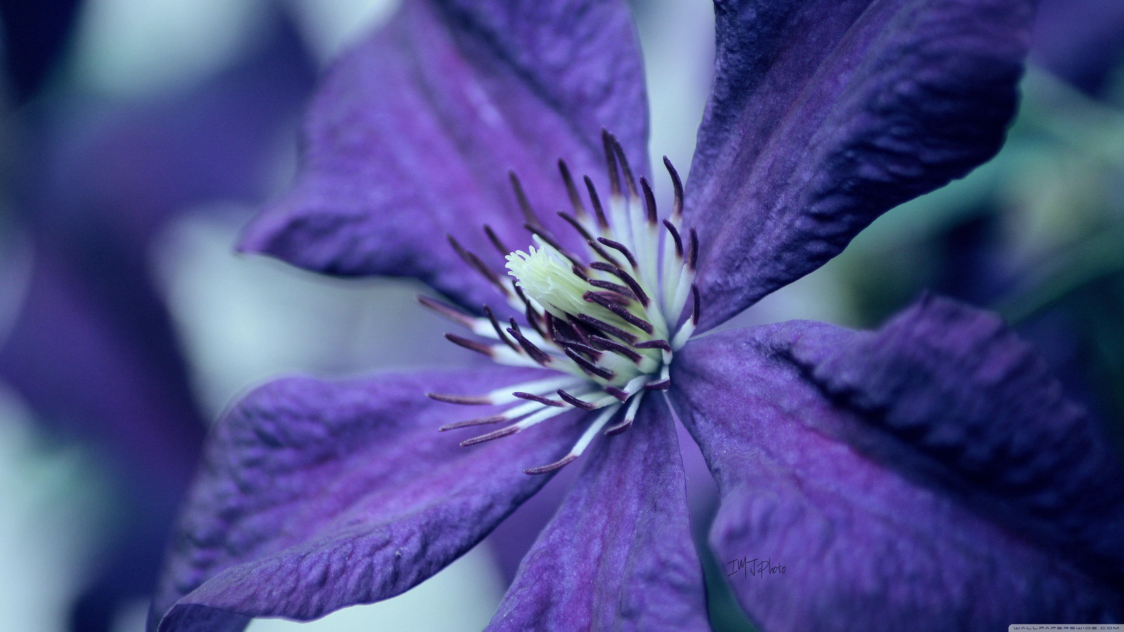 selective focus, flower head, growth, flowers, nature, flower, purple flowers, macro, vulnerability, fragility, freshness, pollen, beauty in nature, petal, HD Wallpaper
