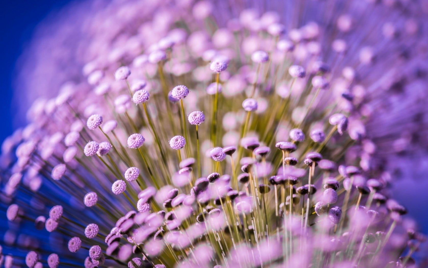 freshness, pollen, fragility, 720P, vulnerability, macro, flowering plant, inflorescence, lot, growth, flower head, plant, purple, lavender, flowers, no people, HD Wallpaper