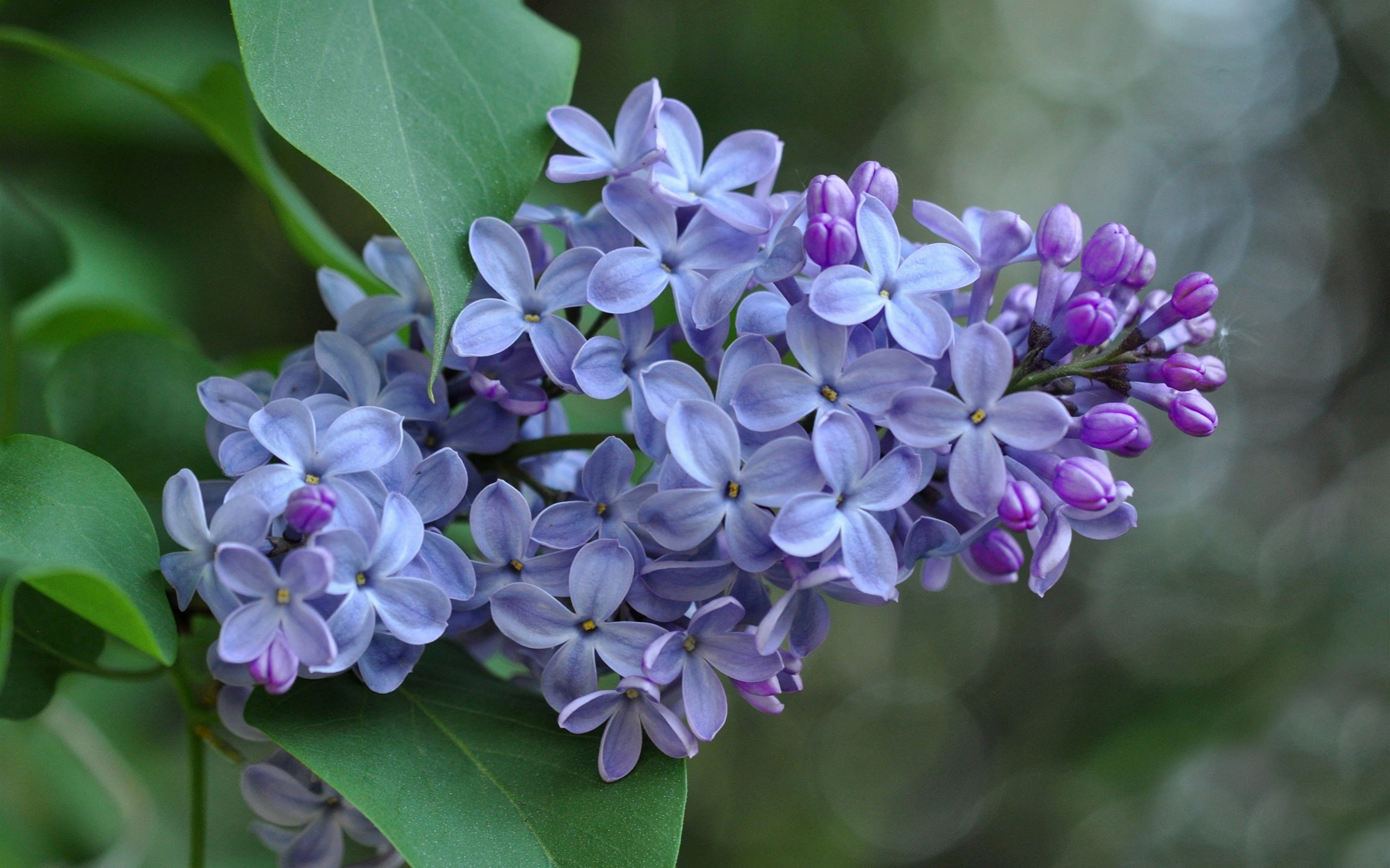 Inflorescence, Lilac, Petals, 2K, Purple, Flowers, HD Wallpaper