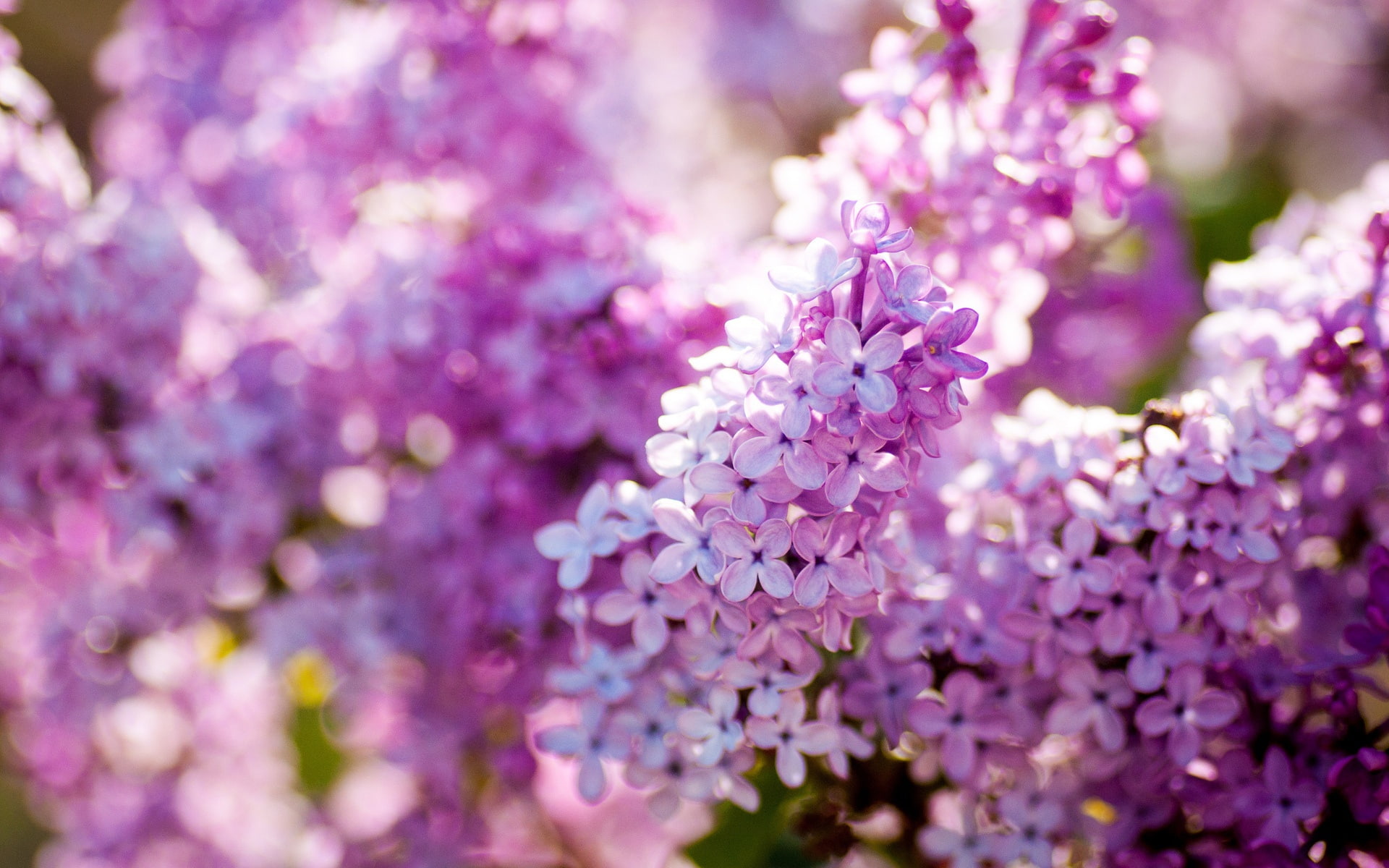 1080P, Lilac, flower, Bloom, Spring, petal, close, Flowers, purple, HD Wallpaper