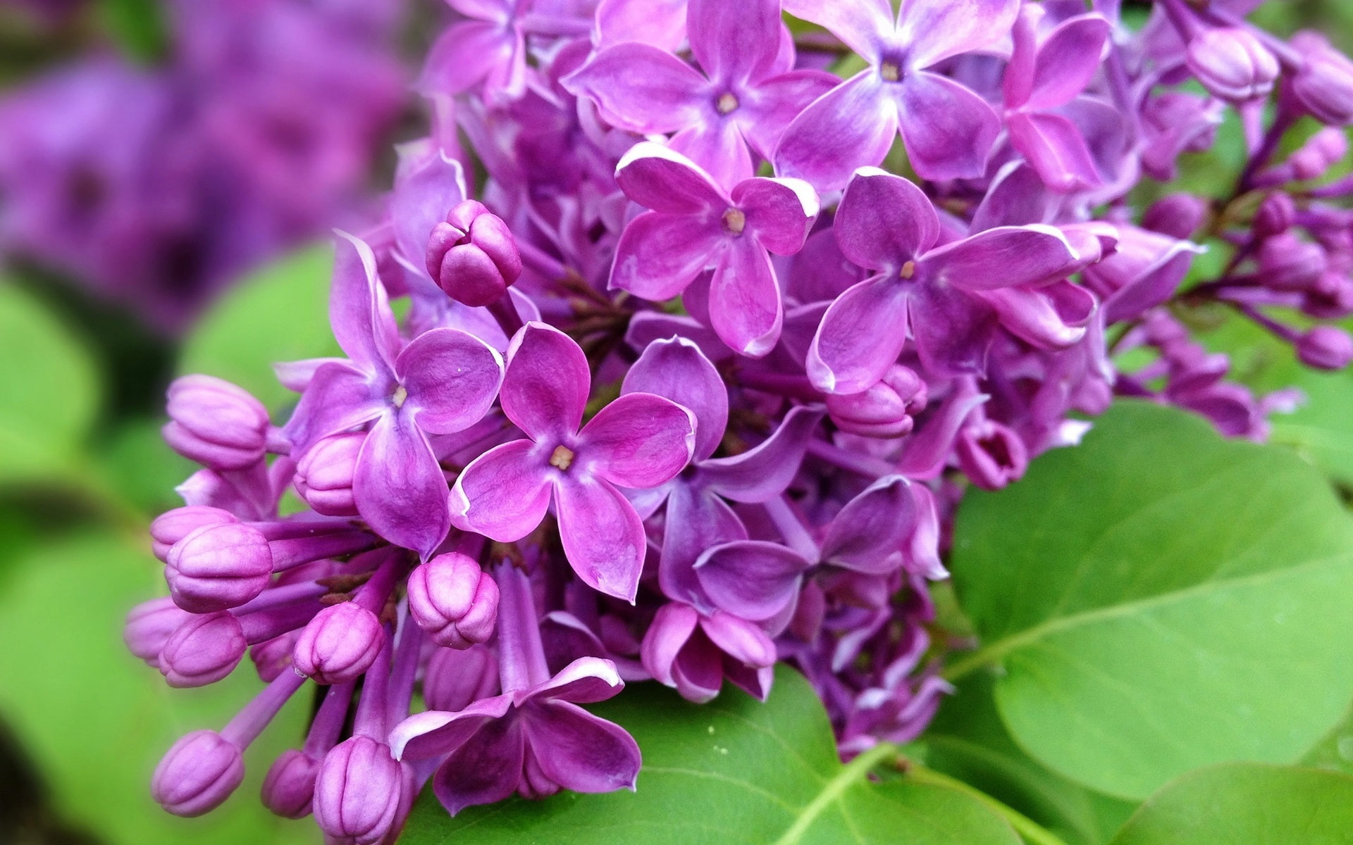 Flowers, 1080P, Branch, Lilac, Purple, Nature, Spring, HD Wallpaper