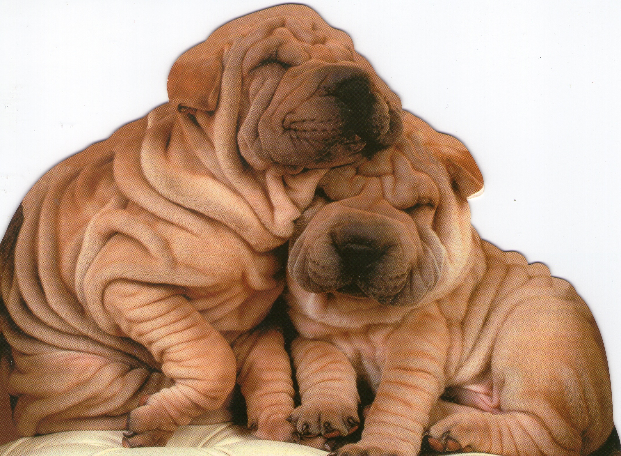 canine, no people, pets, dog, mammal, one animal, english bulldog, elderly, domestic animals, friendship, wall - building feature, domestic, two, animal, HD Wallpaper