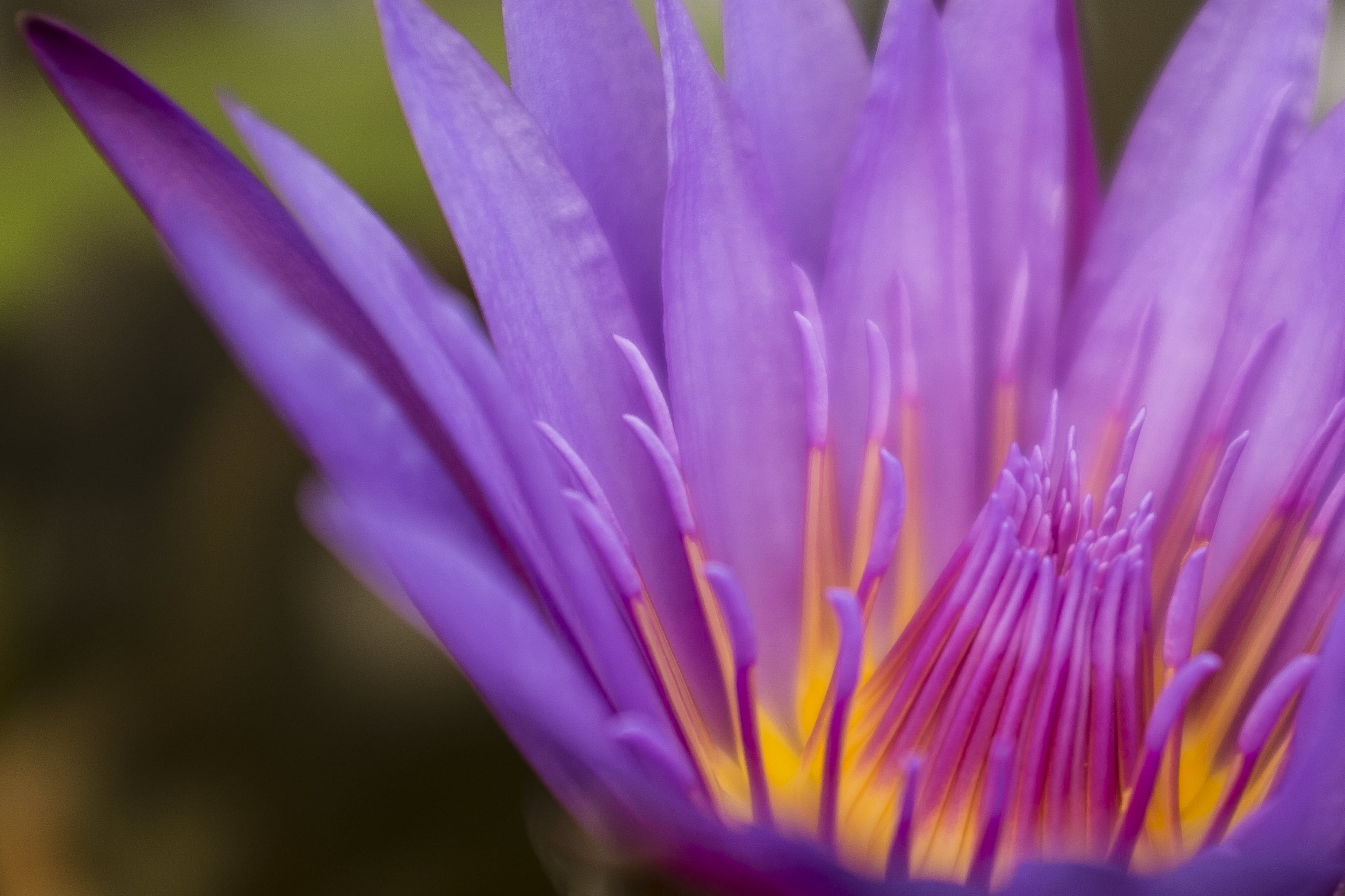 close, plant, beauty In Nature, flower, petal, photo, pleated, close-up, lotus, purple, flower Head, 2K, pink Color, nature, HD Wallpaper