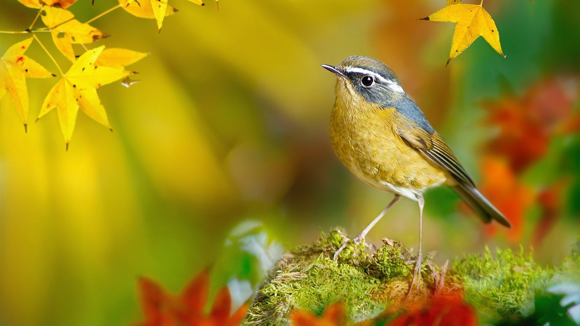 nature, perching, leaves, bird, yellow, vertebrate, leaf, animal themes, organism, beauty in nature, moss, day, no people, animal, beak, autumn, wildlife, HD Wallpaper