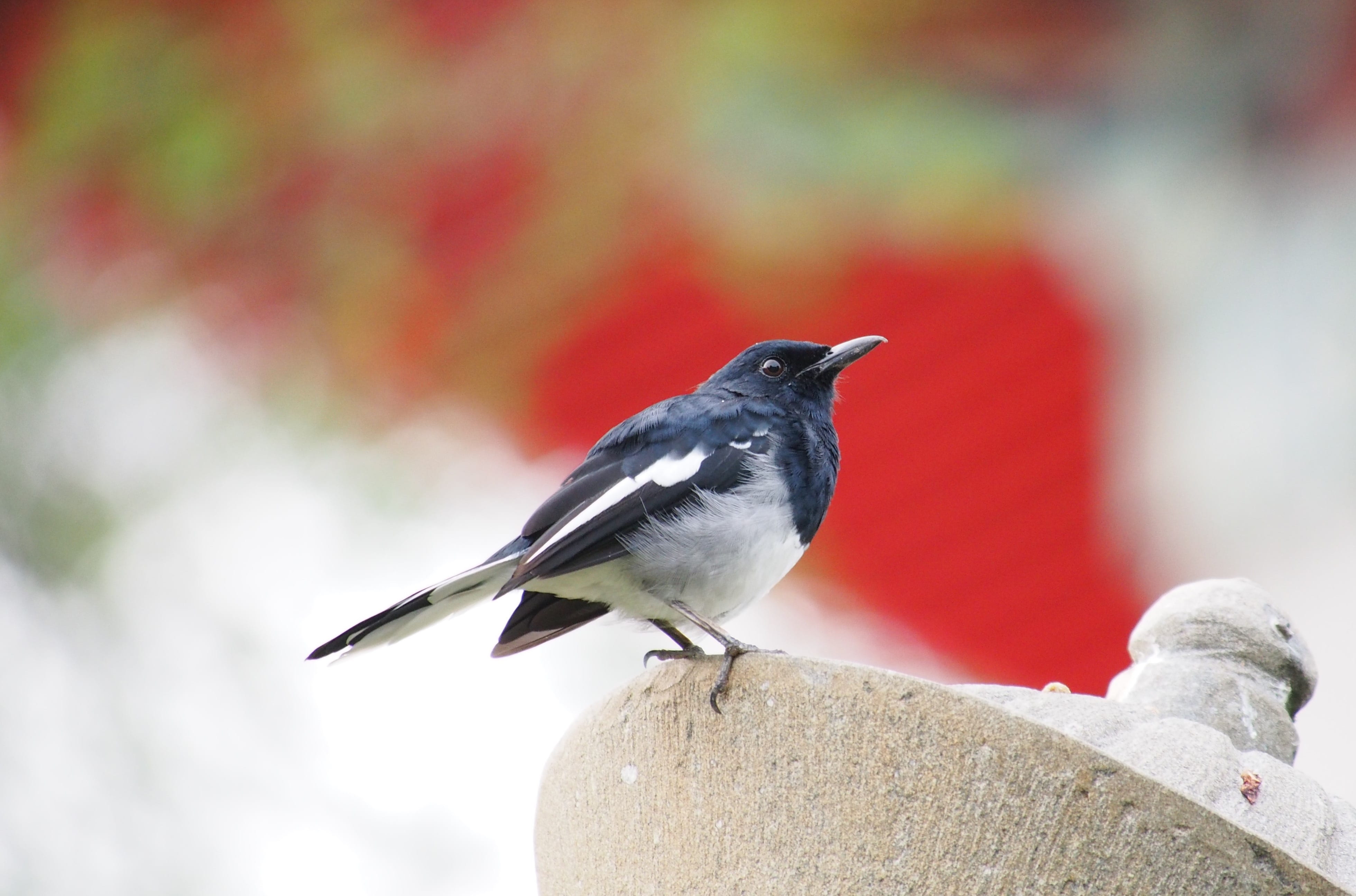 robin, no people, animal body part, little, vertebrate, snow, focus on foreground, animal, perching, bird, magpie robin, wild, full length, nature, male, HD Wallpaper
