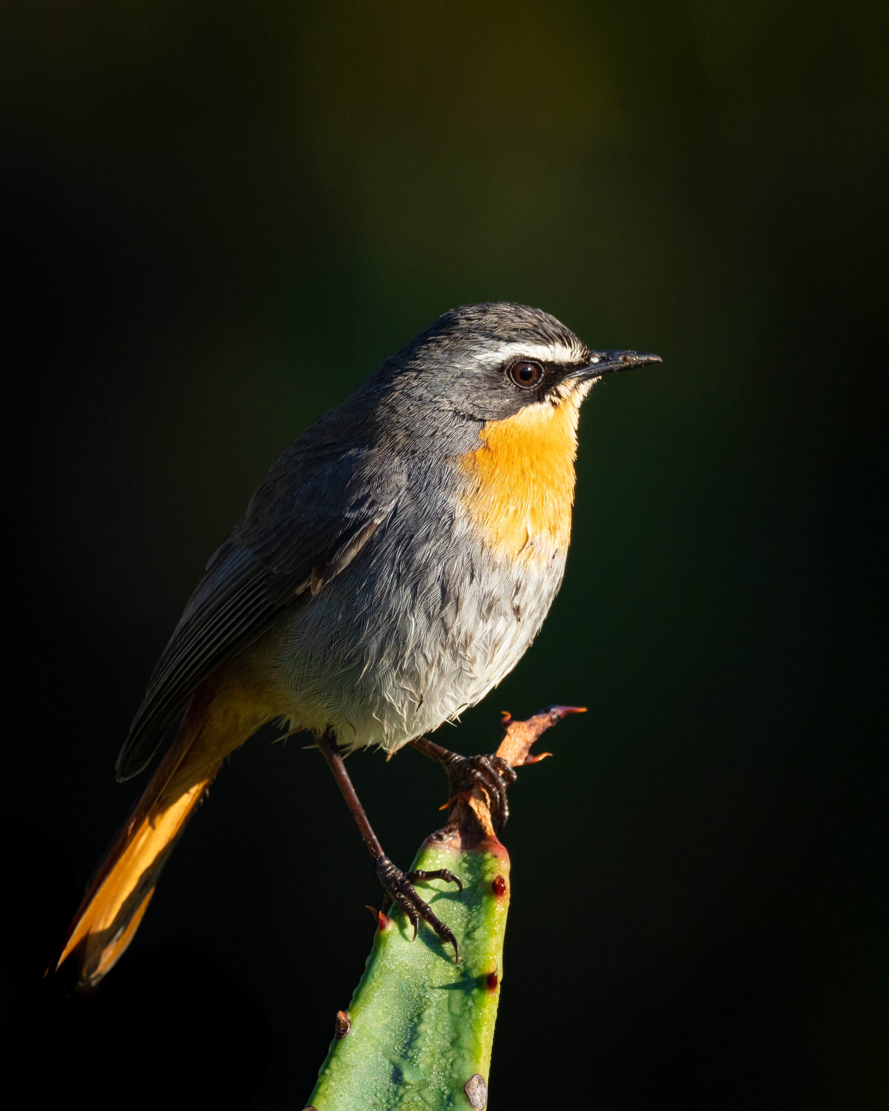 yellow, animals in the wild, vertebrate, feather, animal wildlife, outdoors, isolated, songbird, colorful, feathers, day, looking, twig, wing, nature, copy space, Phone HD Wallpaper