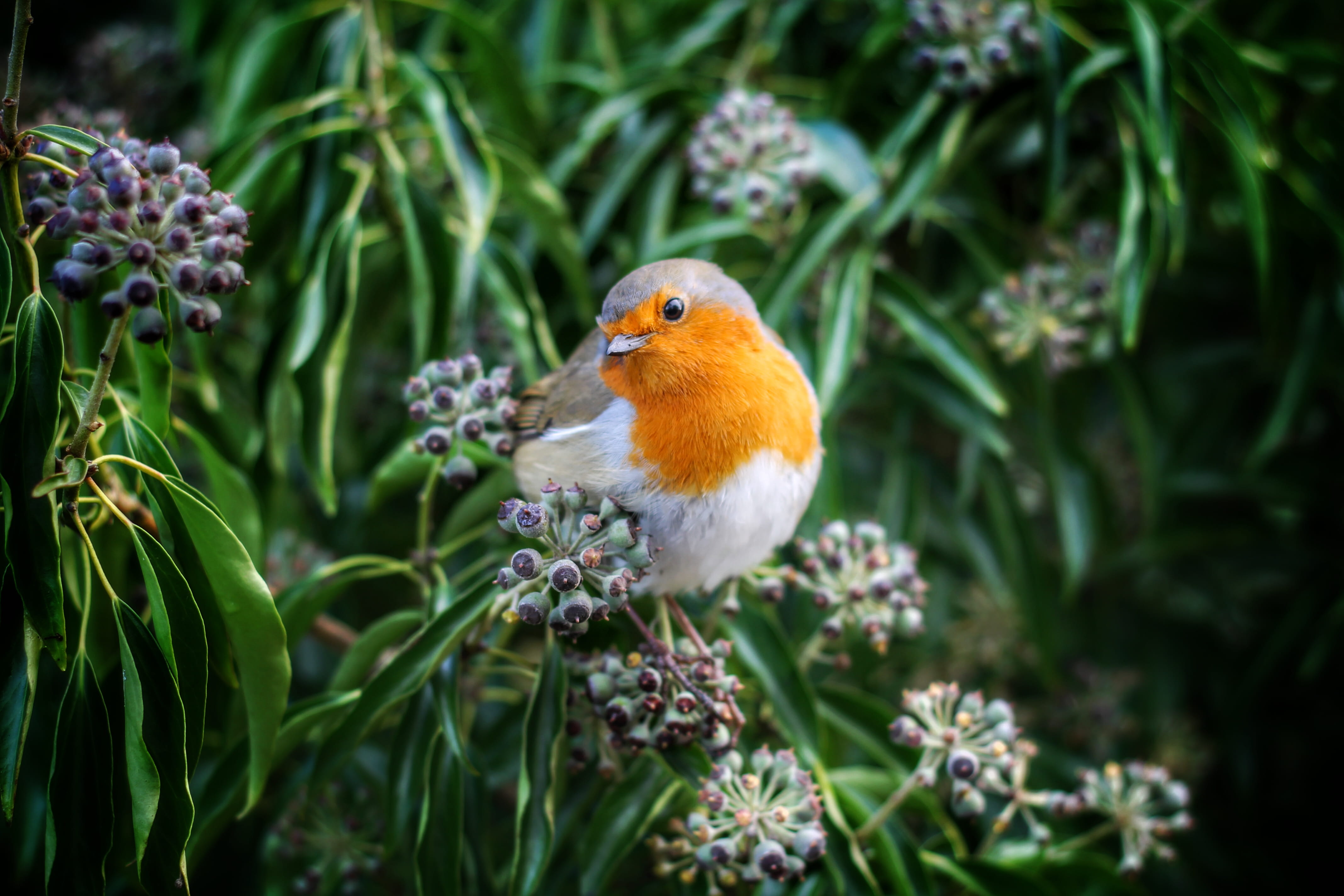 yellow, beak, outdoors, nature, feather, day, one animal, purple, fruit, flowering plant, animal wildlife, vertebrate, green, bird, animal themes, growth, HD Wallpaper