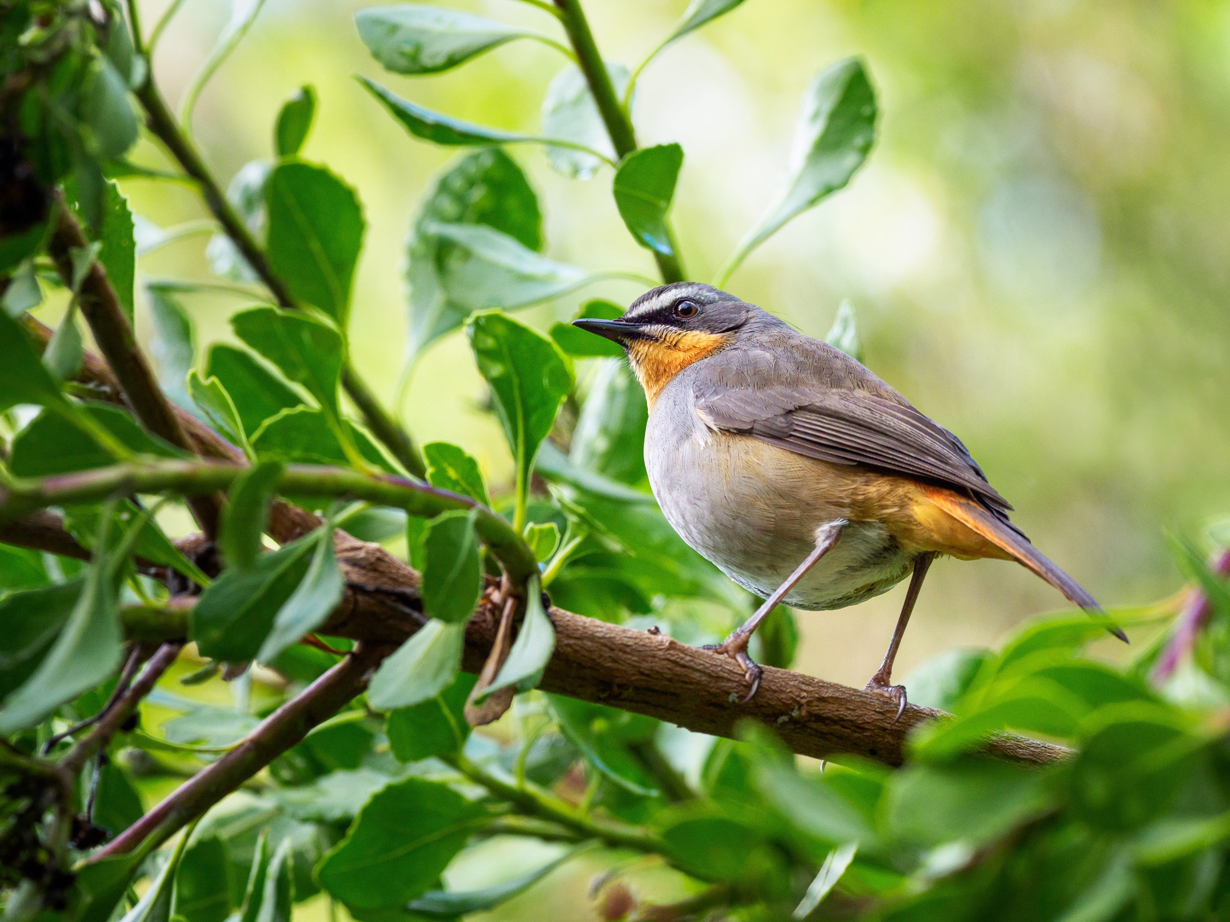 feather, selective focus, tropical bird, animals in the wild, garden, robin, tropical rainforest, beautiful, forest, nature, plant, blue, orange, wing, HD Wallpaper