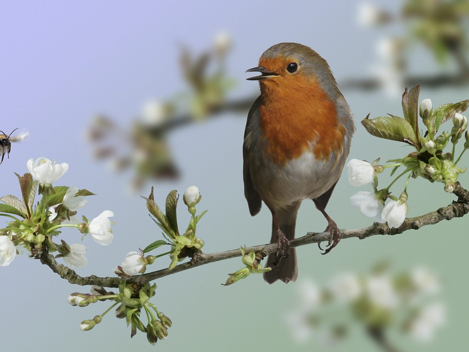 branch, day, Robins, white, flowering plant, outdoors, tree, animals in the wild, perching, plant, Branches, beauty in nature, one animal, animal, flowers, HD Wallpaper