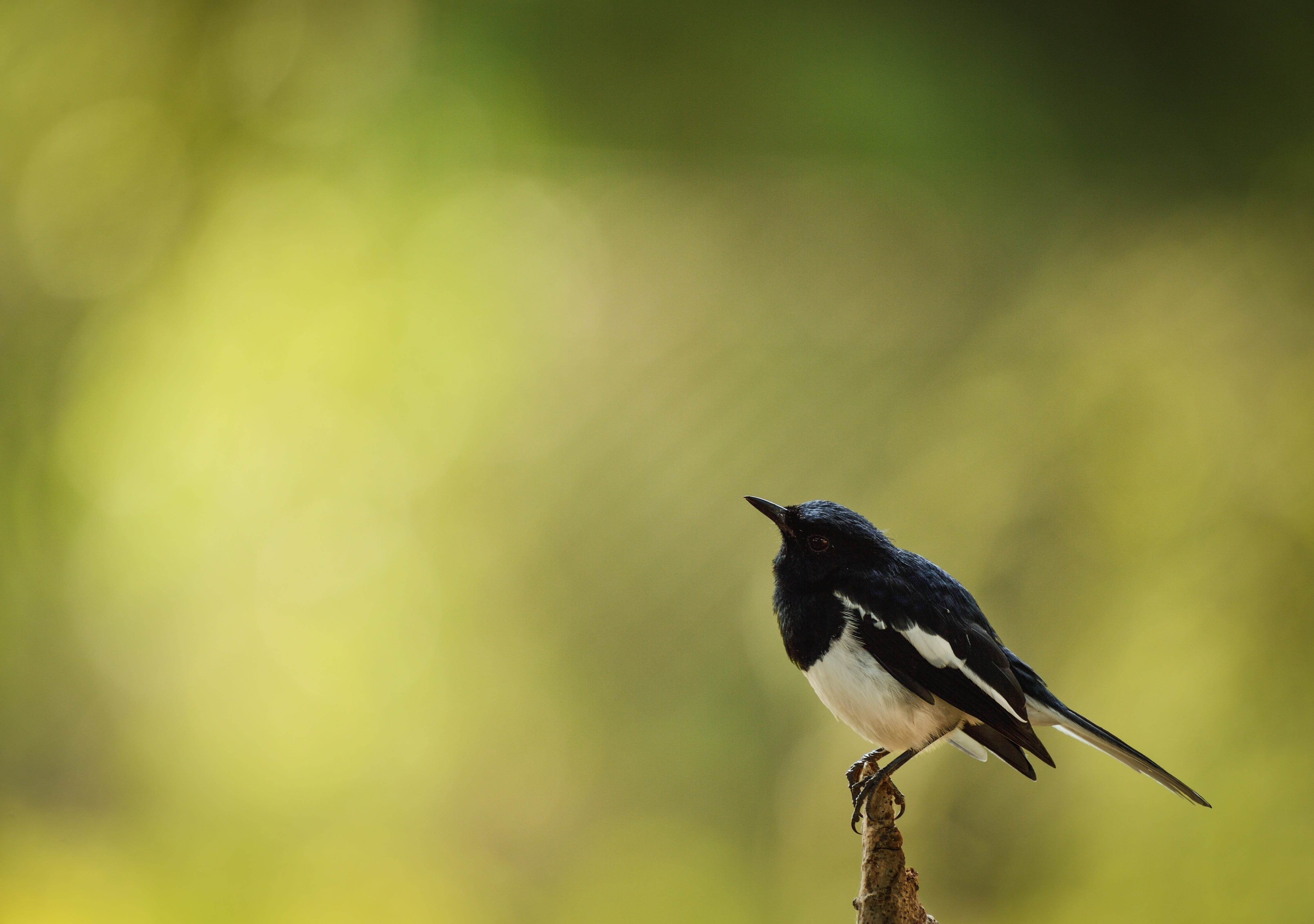 animals in the wild, oriental, robin, close-up, side view, wildlife, animal themes, copy space, plant, outdoors, 4K, magpie, small, vertebrate, black color, HD Wallpaper