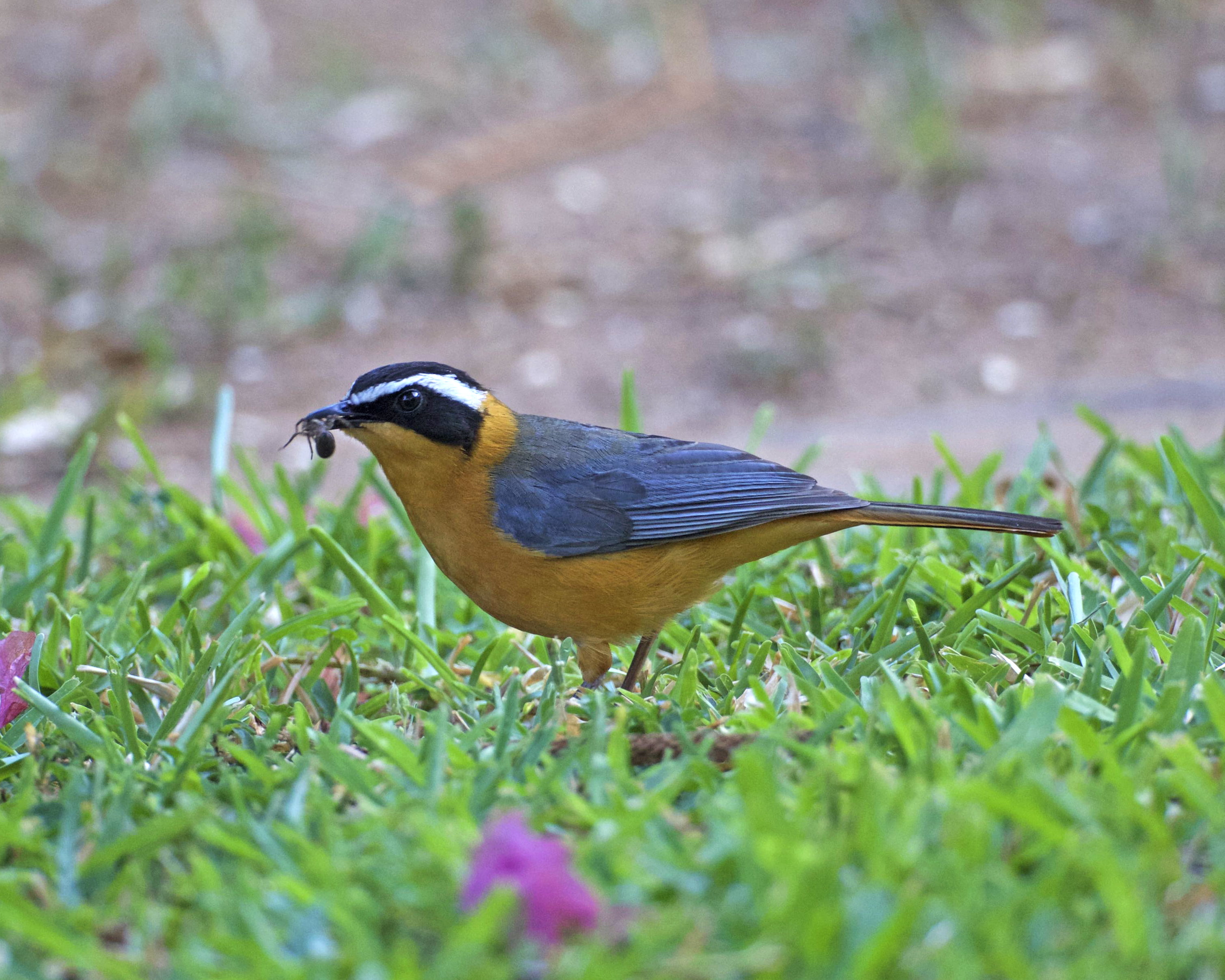 green, grass, black, green grass, White-browed Robin-Chat, black and yellow, nature, animal, daytime, cossypha, eating, yellow, standing, yellow bird, bird, HD Wallpaper