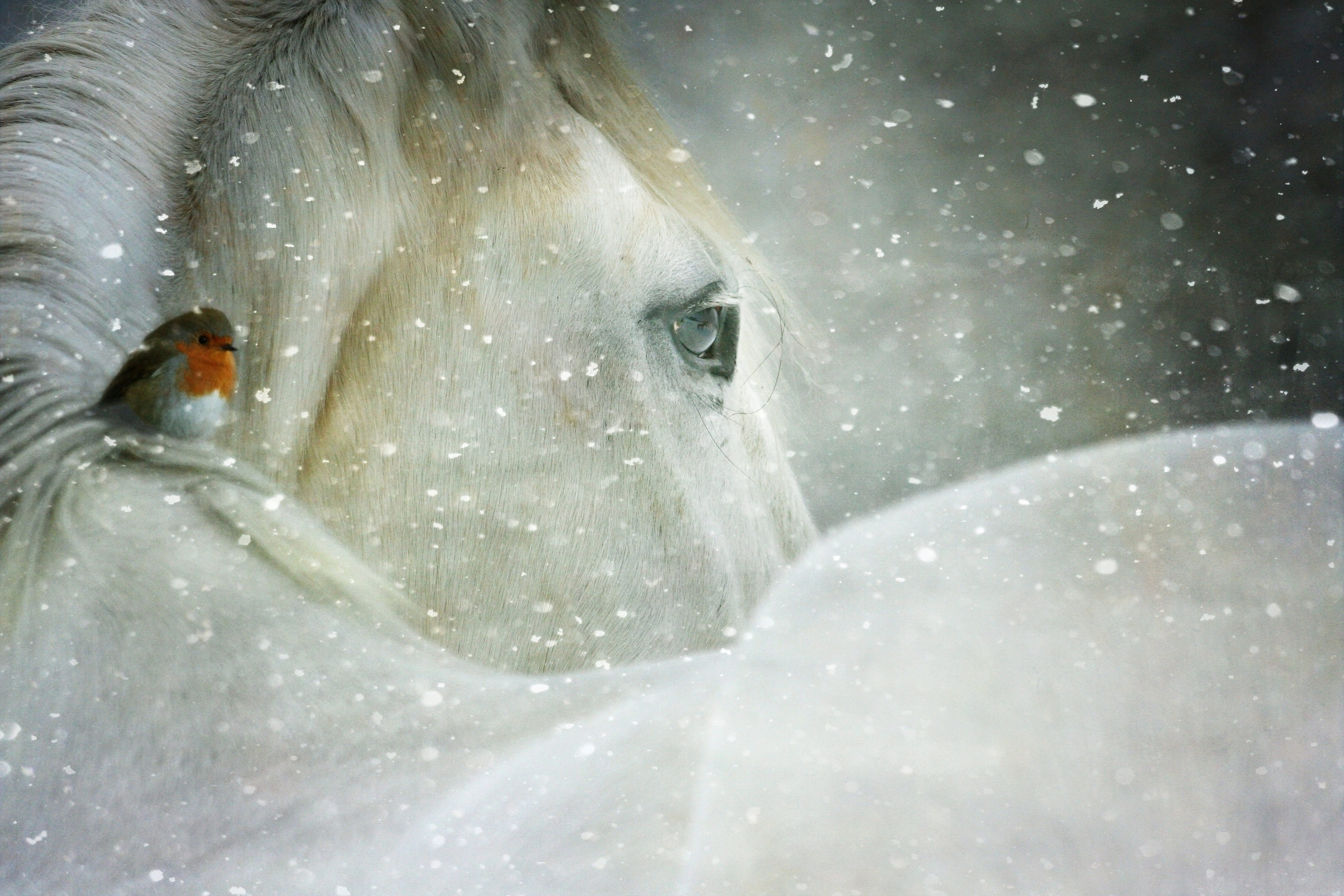 portrait, christmas magic, curiosity, day, equine, snow, 4K, winter wonderland, vertebrate, snowing, snow flakes, shire, wonderland, robin, animals in the wild, HD Wallpaper