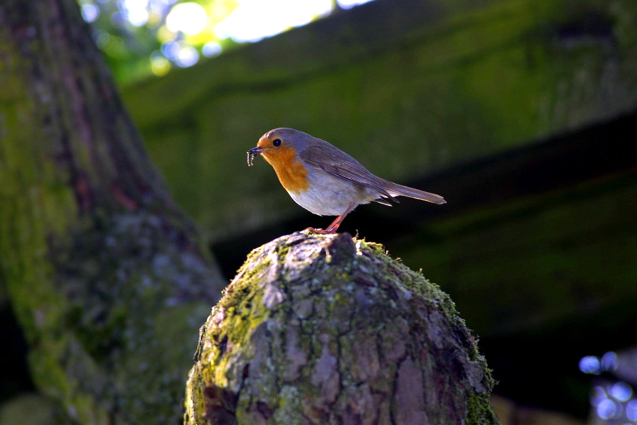 plant, bird, tree trunk, outdoors, no people, animal themes, close-up, on top, north park, perching, nature, full length, worm, one animal, tree, focus on foreground, HD Wallpaper