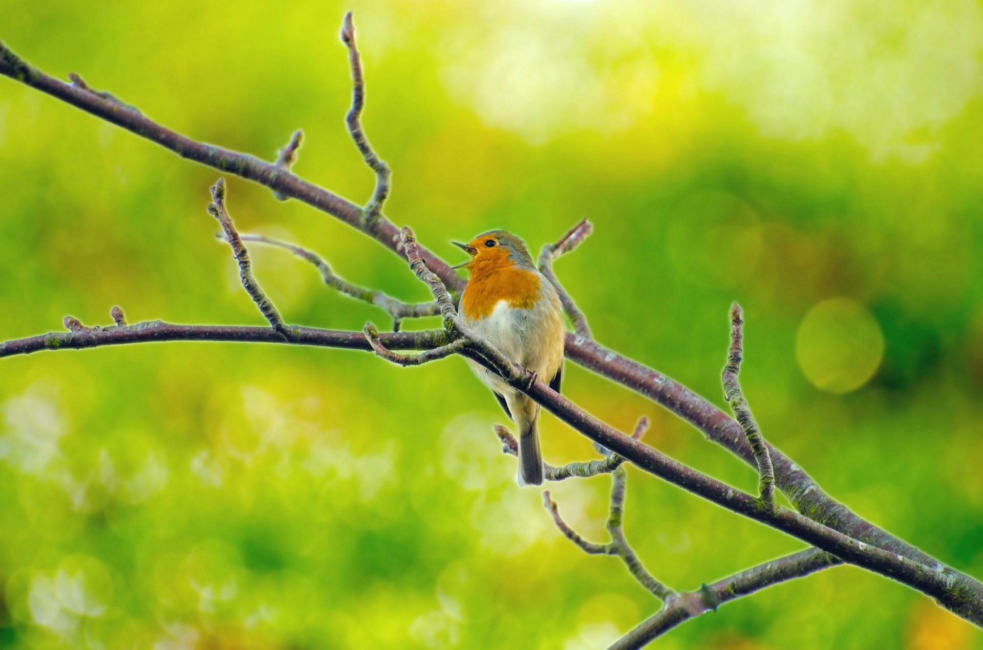 snow, wild, branch, orange, red, rubecula, europe, nature, robin, outdoors, bird, winter, color, green color, vertebrate, vertical, day, one animal, nobody, HD Wallpaper