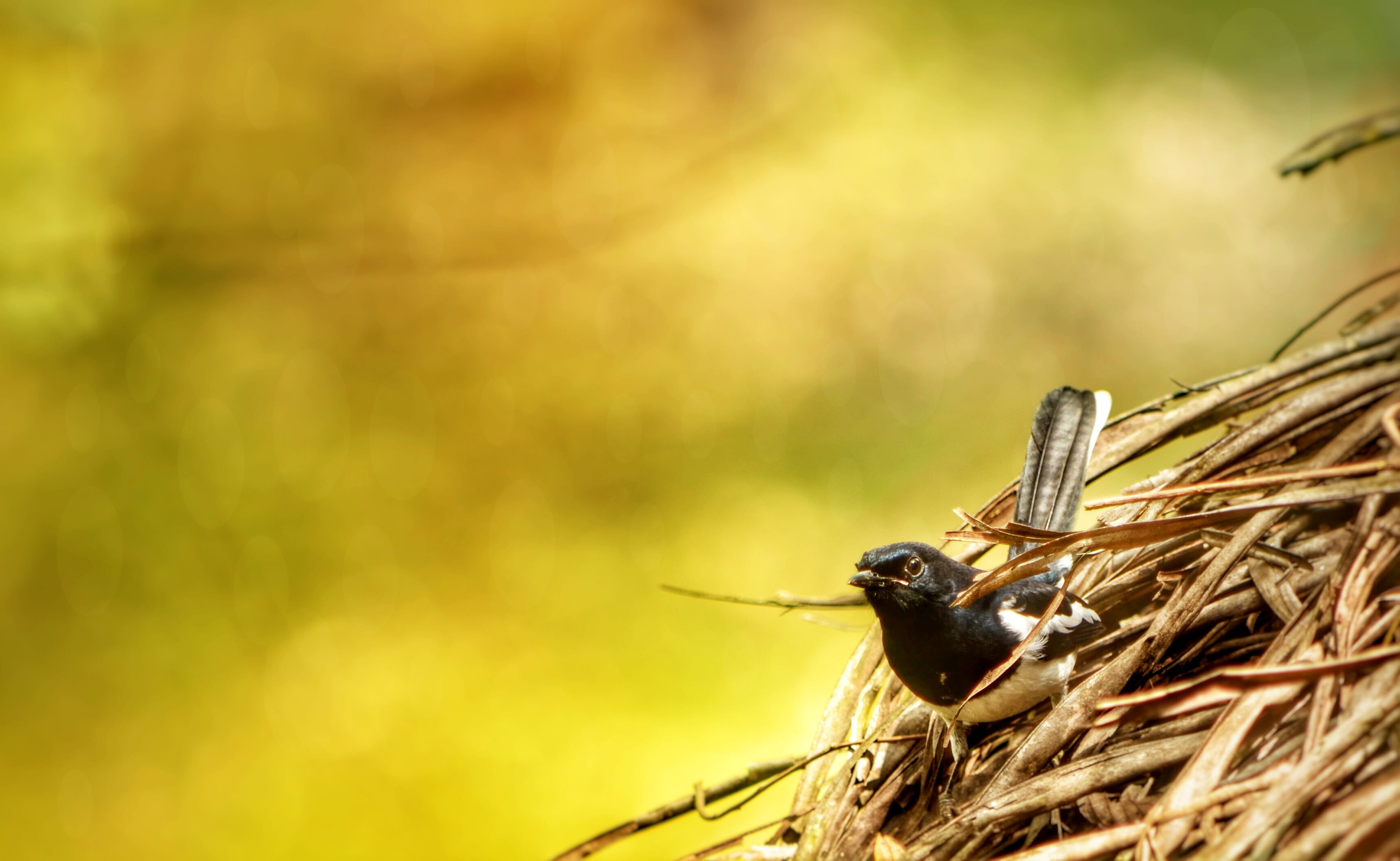natural, small, animal themes, flower, flying, floral, web, cartoon, one animal, animal, 2K, insect, Sparrow, tree, focus on foreground, beak, sunlight, HD Wallpaper