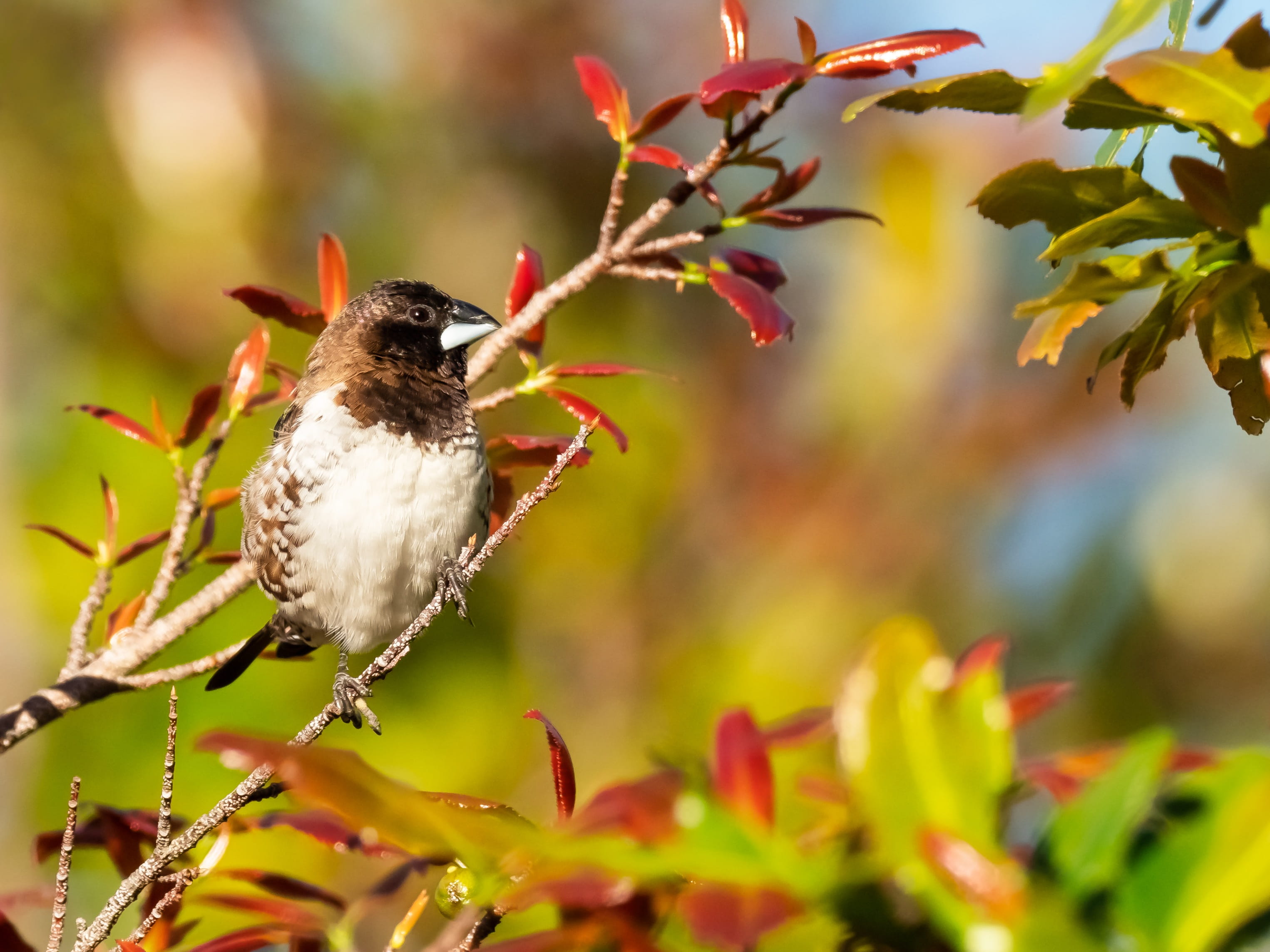 songbird, branch, nature, wildlife, bird, no people, vertebrate, 2K, outdoors, wild, animal wildlife, avian, finch, sparrow, robin, perching, animal, beauty in nature, HD Wallpaper