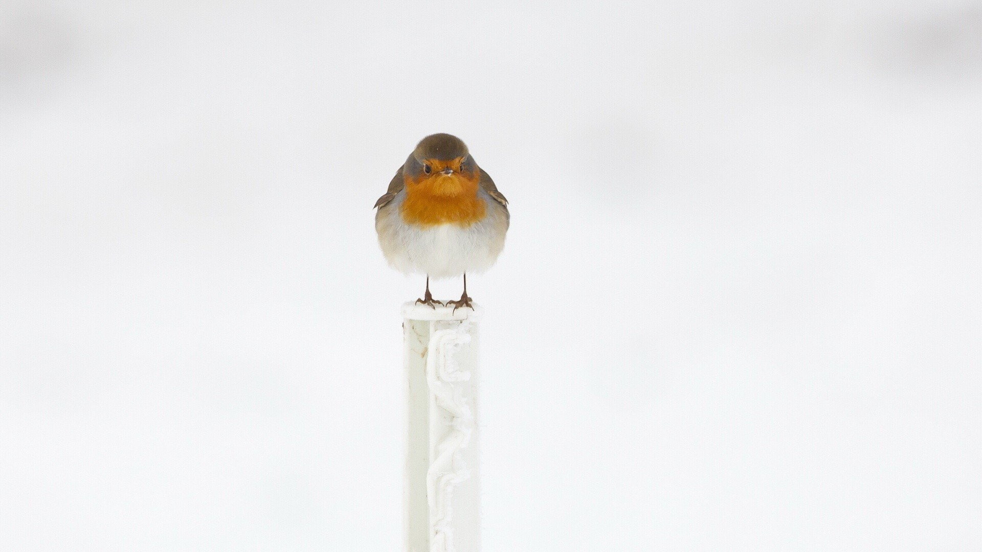 full length, songbird, close-up, animal wildlife, birds, no people, white background, one animal, vertebrate, bird, focus on foreground, animals in the wild, HD Wallpaper