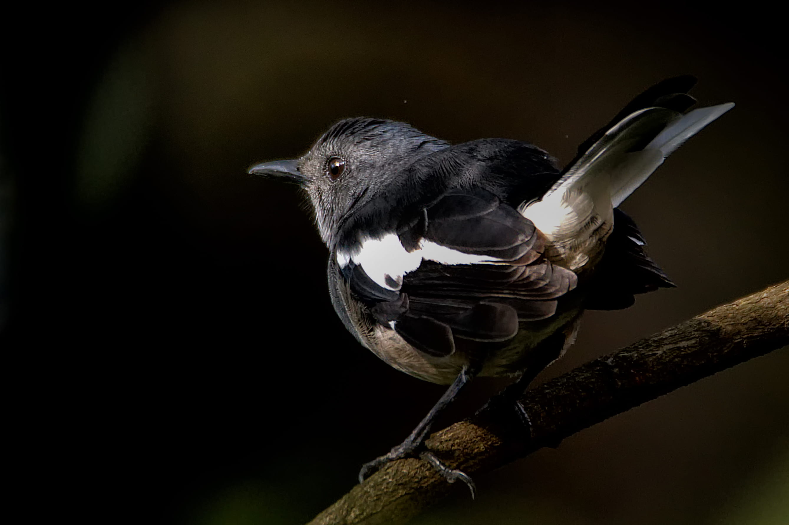 outdoors, nature, animals in the wild, 2K, bird, twig, one animal, branch, photography, full length, plant, black background, black color, close-up, animal wildlife, HD Wallpaper